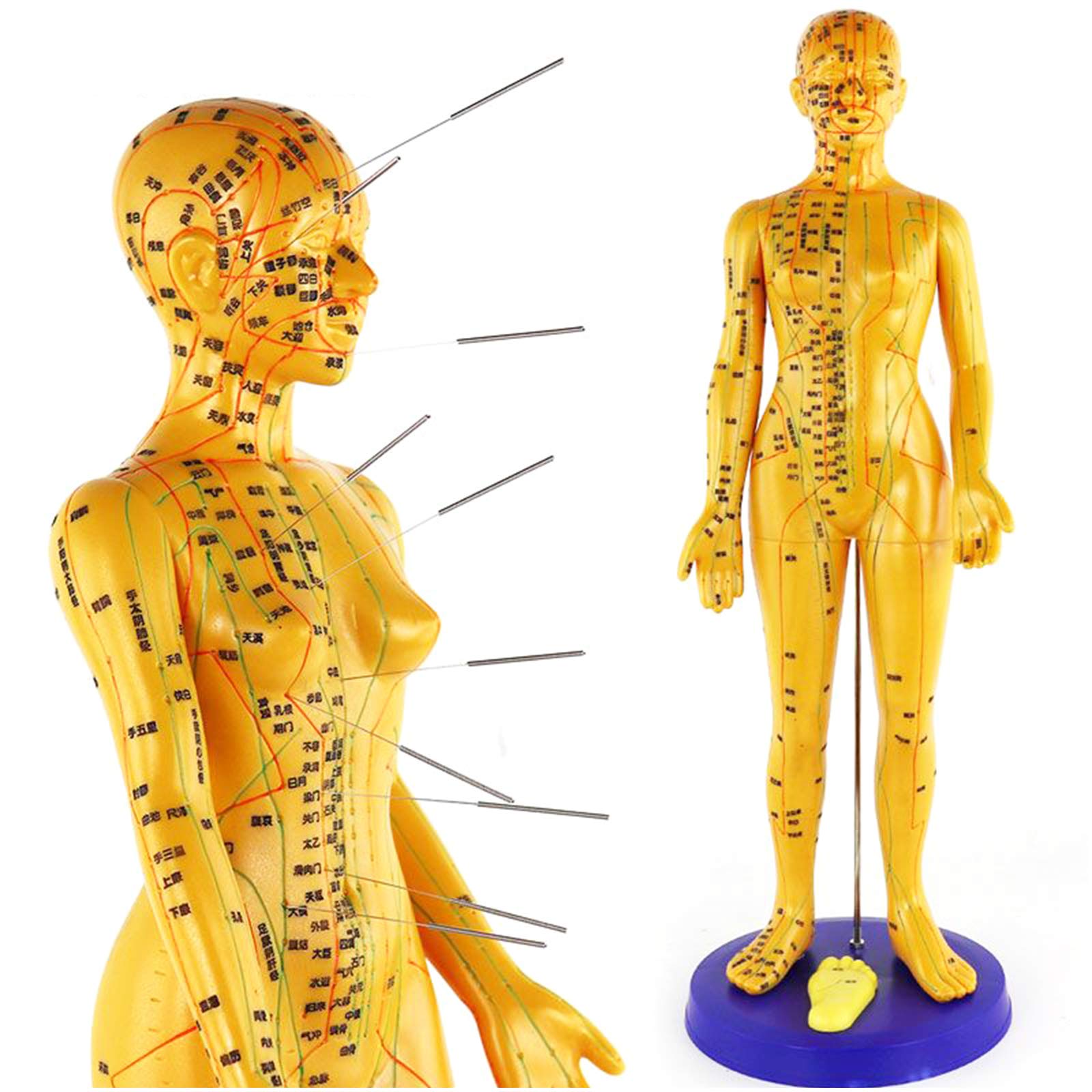KJZQXYX 48Cm/19 Acupuncture Model,Female Acupuncture Model, Meridian Points Model Chinese Medicine Meridian Massage Model