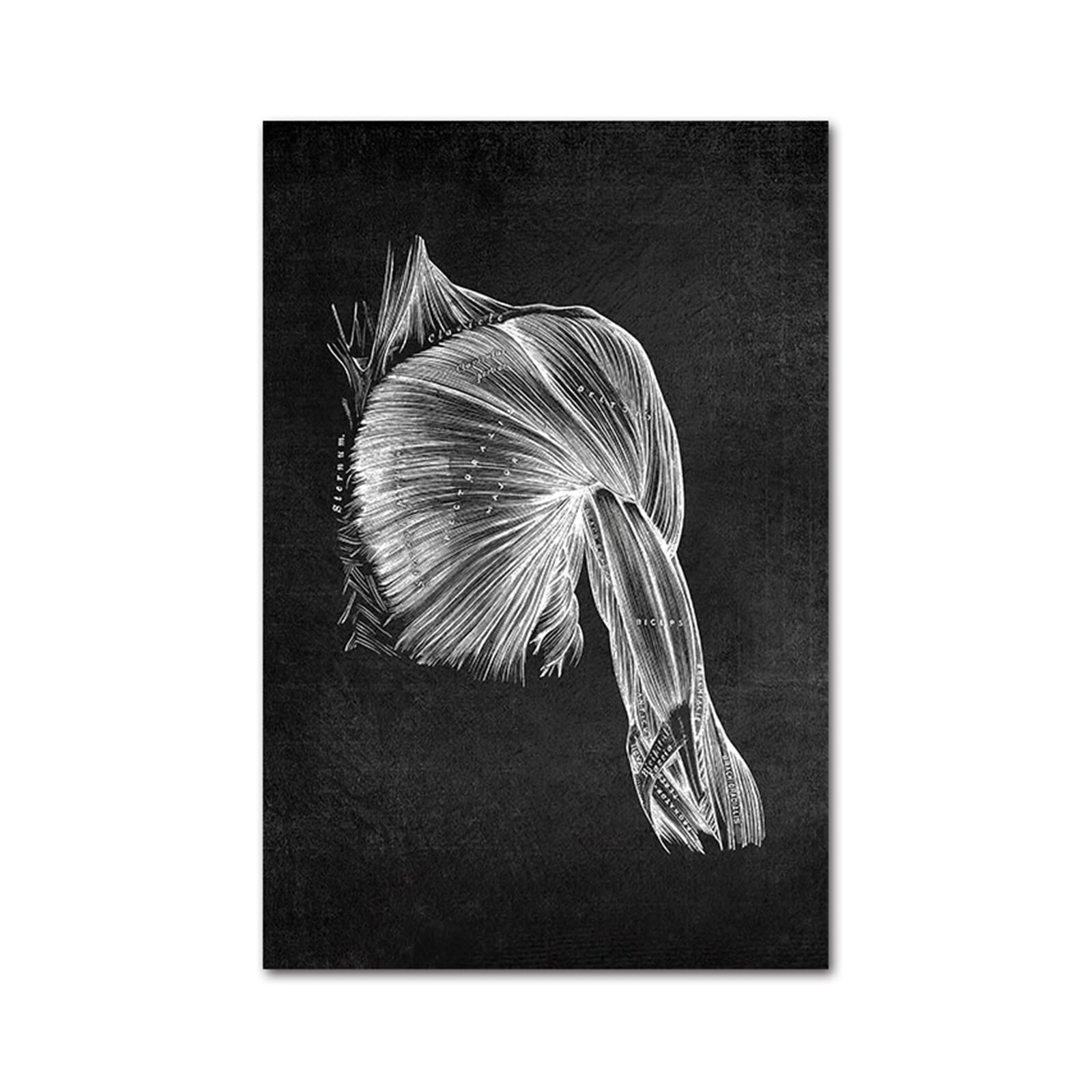 Affiche anatomie médicale corps humain noir et blanc toile A2