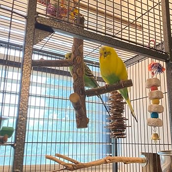 Amazon | IYOIYA 鳥 止まり木 ケージ用 吊り下げ 止まり木メリー