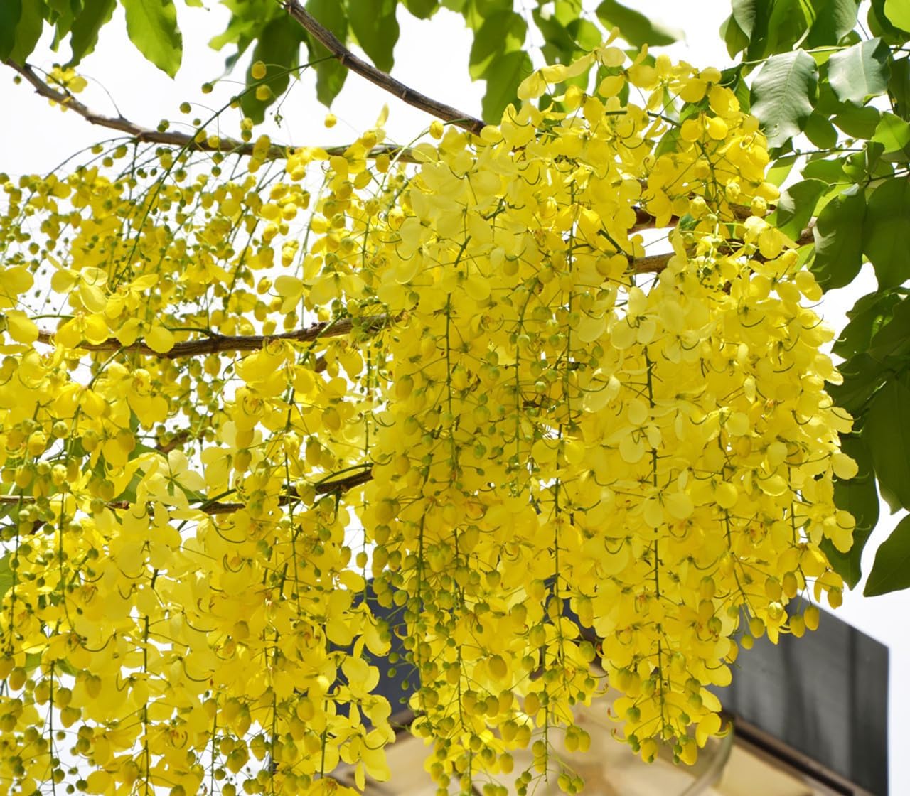 Cassia fistula, Golden shower Tree, Bahava Golden Shower Tree, Amaltas- Plant Garden Live Plant Nursery Indoor Outdoor Living Plants (B0D2PFQQ9C) Amazon Price History, Amazon Price Tracker