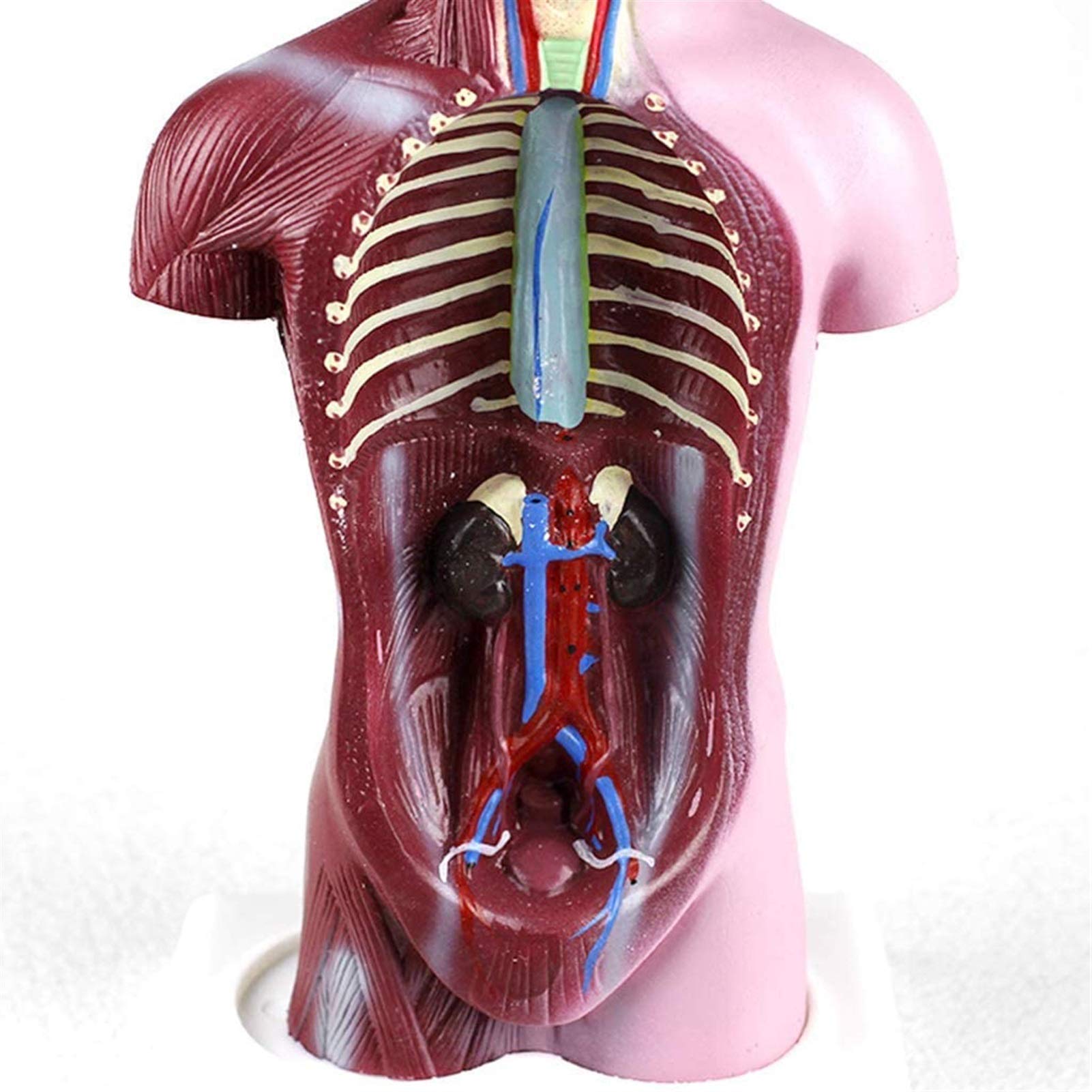 Model studyjny 28CM Mini Model anatomiczny tułowia Model anatomiczny do nauki w klasie Wyświetlacz Model medyczny, modele medyczne i materiały edukacyjne