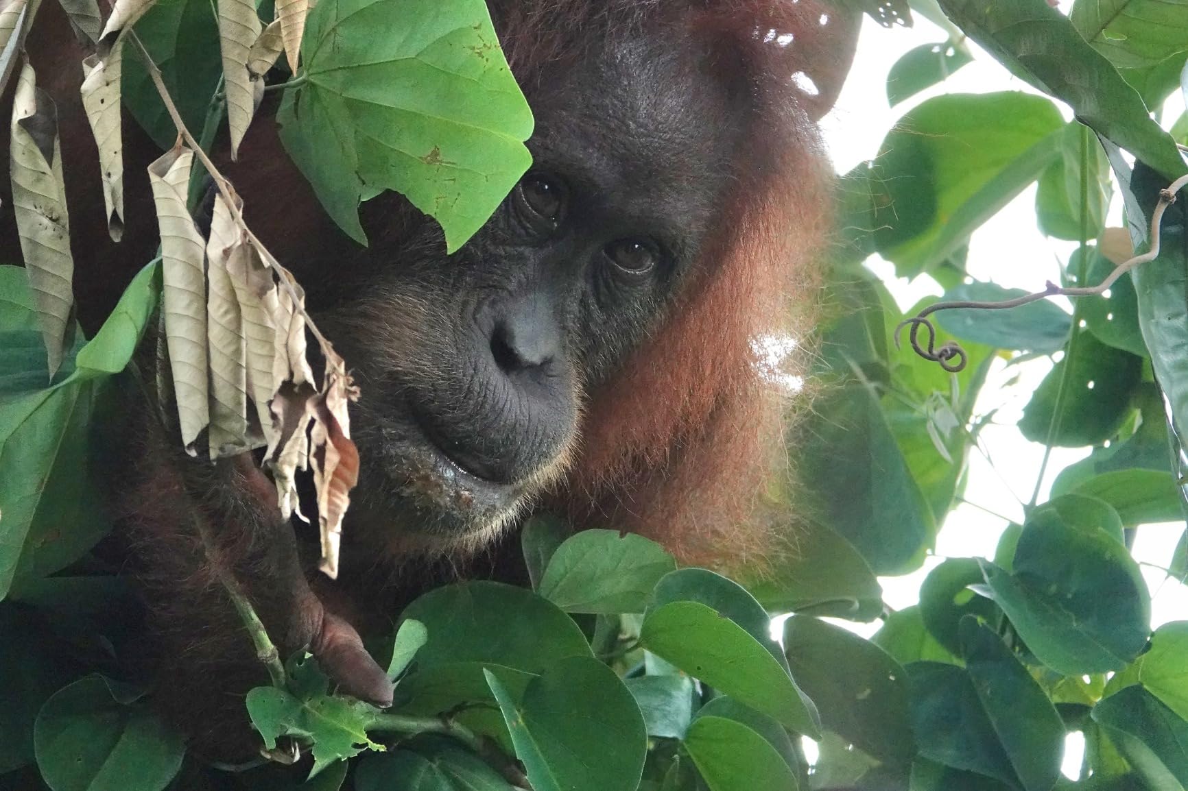 Ich bin endlich glücklich mit meiner Sony RX10 M4