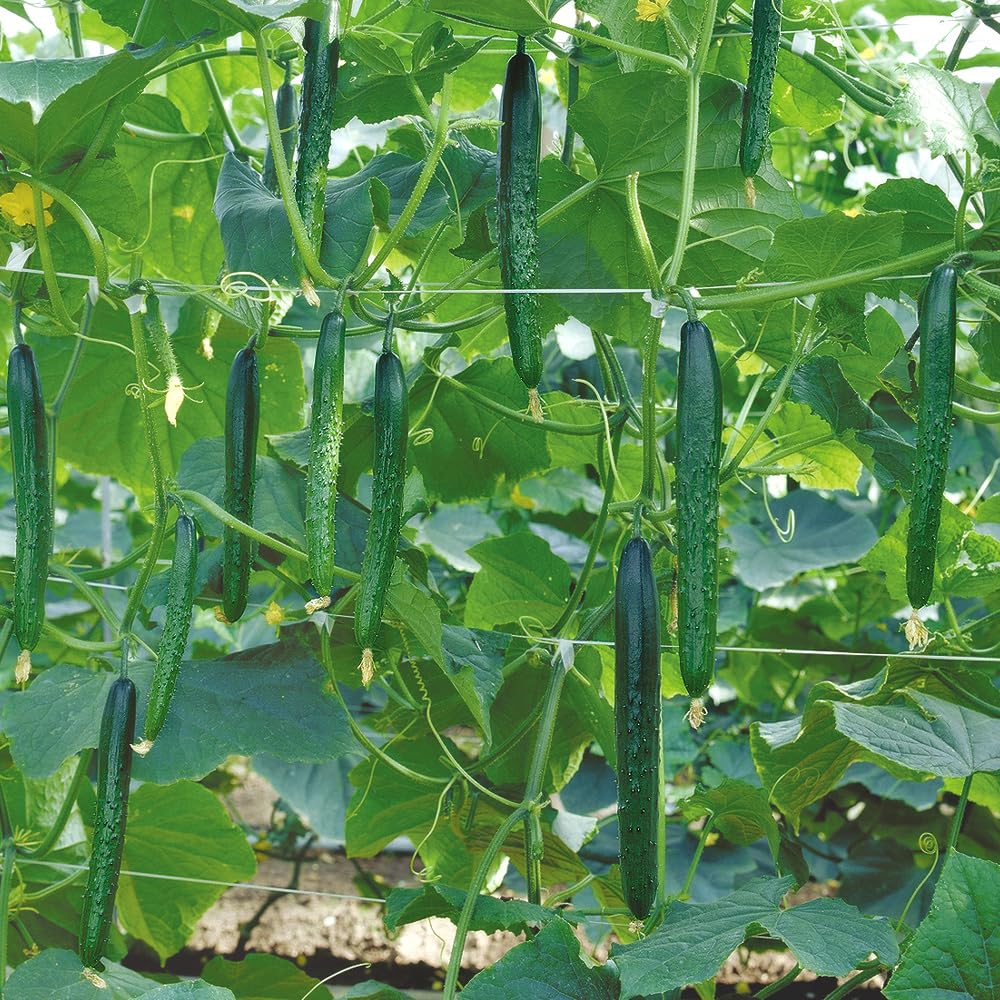 Amazon.co.jp: 種 野菜たね キュウリ F1極成きゅうり 1袋（1ml