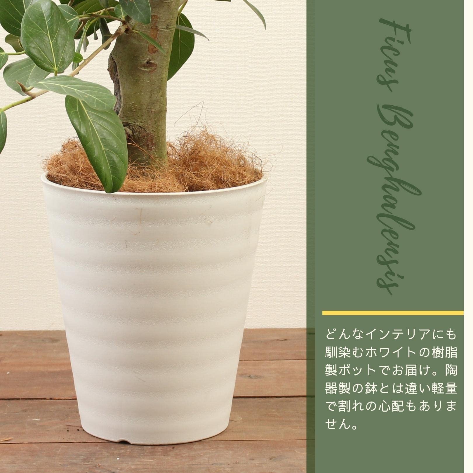 Amazon｜フィカスベンガレンシス 10号 1本立 受け皿付 【観葉植物 本物