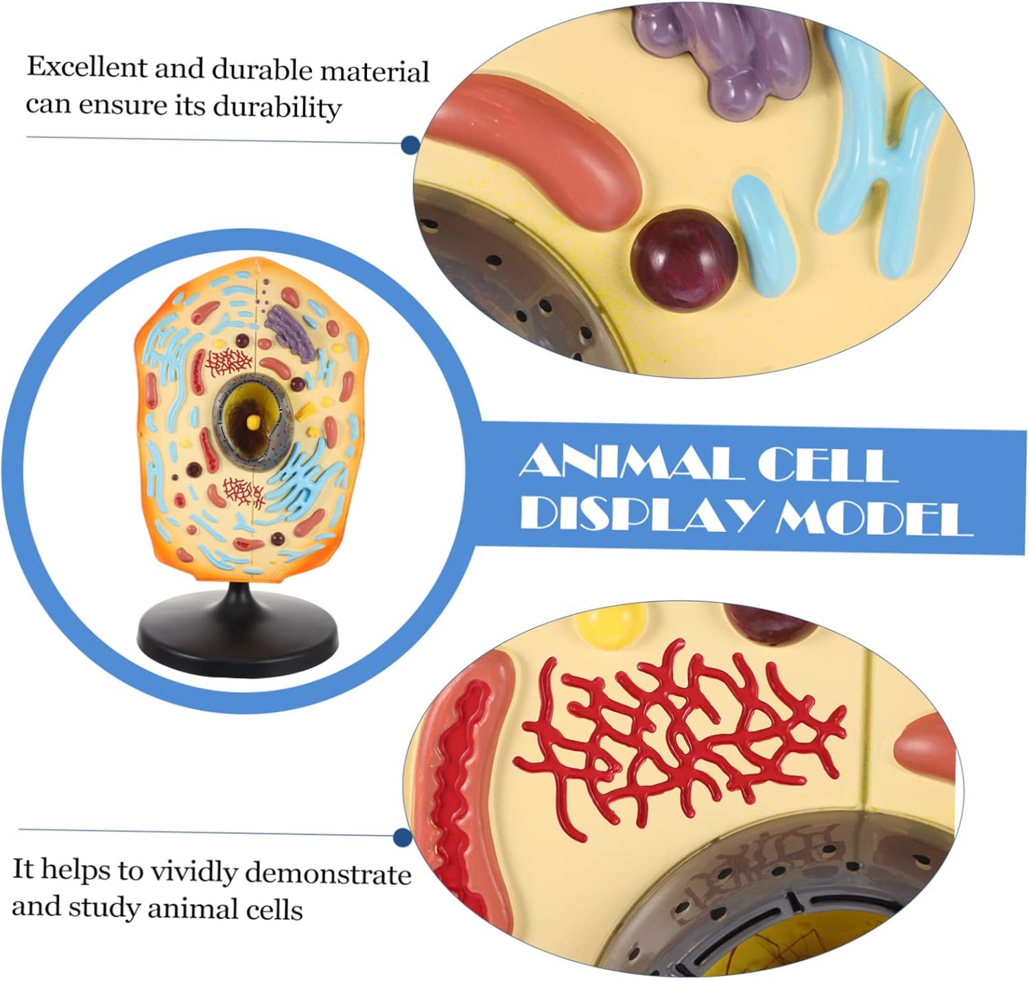 Kisangel Realistic Animal Cell Anatomical Model Biology Teaching Cell Model Abs Material Cell Model Kits