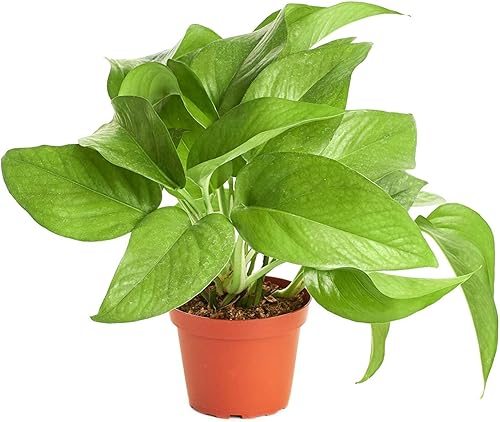 Shop Succulents Peperomia Obtusifolia, planta suculenta viva, planta de interior de fácil cuidado en maceta de cultivo, purificador de aire de