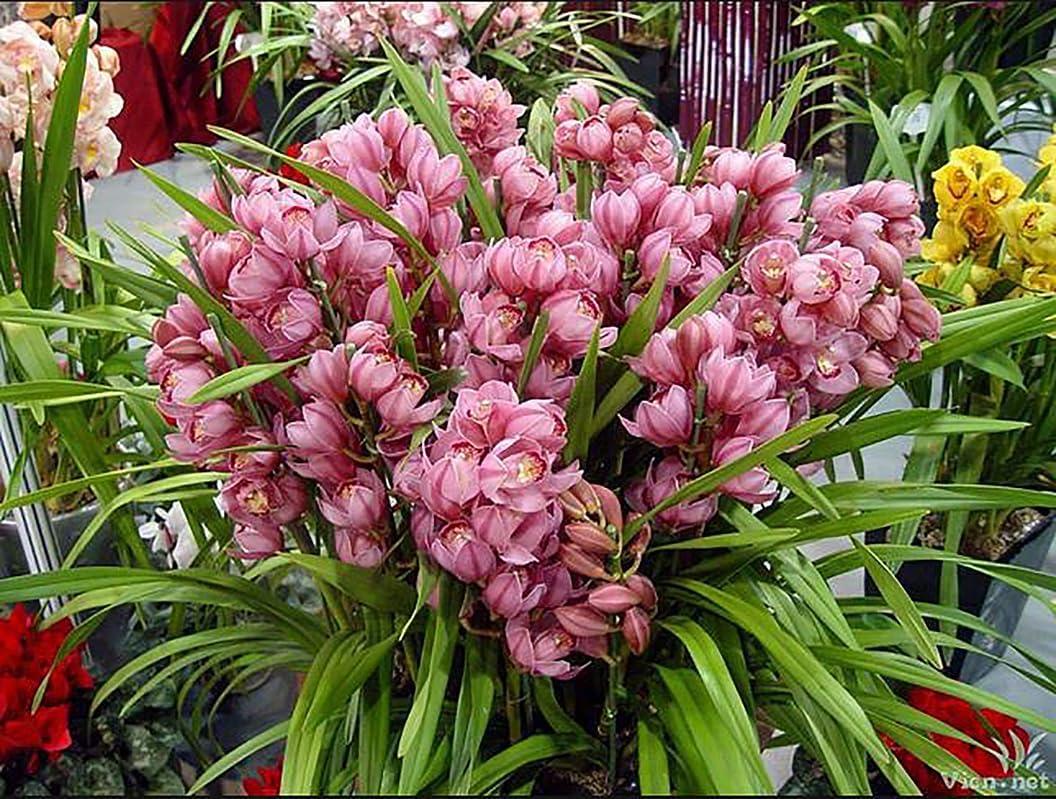 Cymbidium sp. 大花蕙兰 红宝石(Ruby),Bloom Size 4+ pseudobulbs, USA Shipping