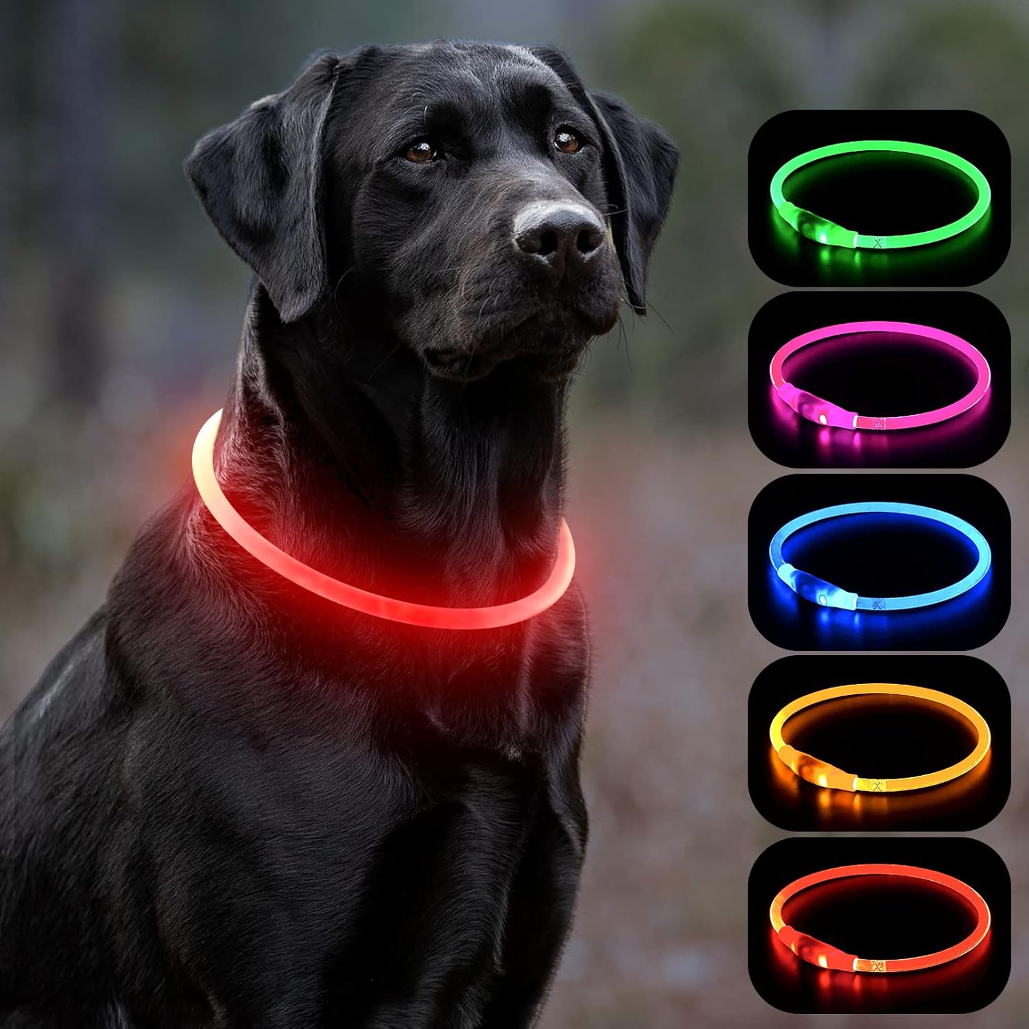 Vizbrite LED Dog Collar, USB Rechargeable Light Up Dog Collars, Glow Safety Basic Dog Collars for Night Walking, Waterproof Collar for Small Medium Large Dogs (Purple) : Pet Supplies