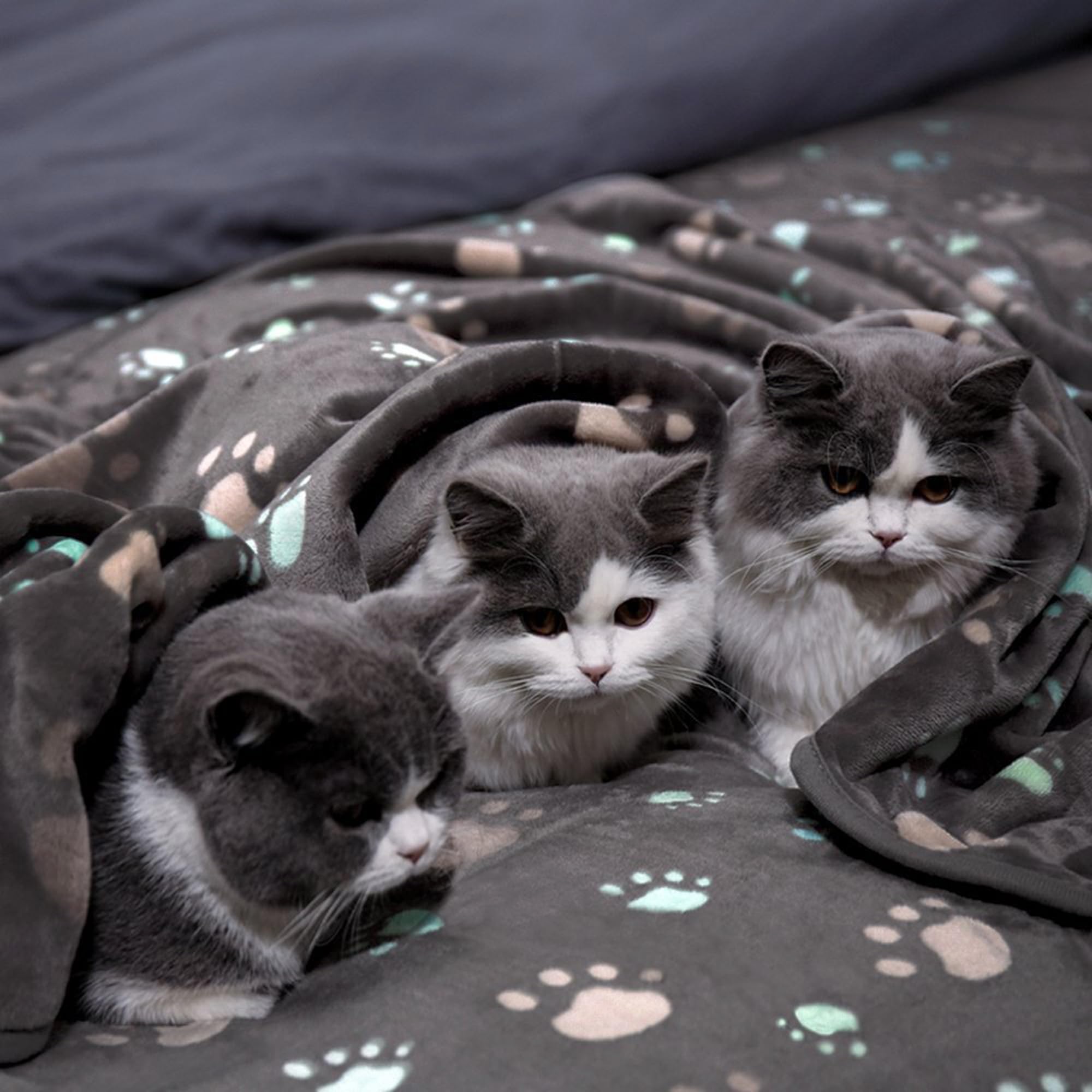 Confezione da 2 coperte per cani e gatti, lavabili, per cani e gatti di piccola e media taglia, coperta con stampa di zampe, calda coperta per animali domestici (stile 4, 2 pezzi, 200 x 160