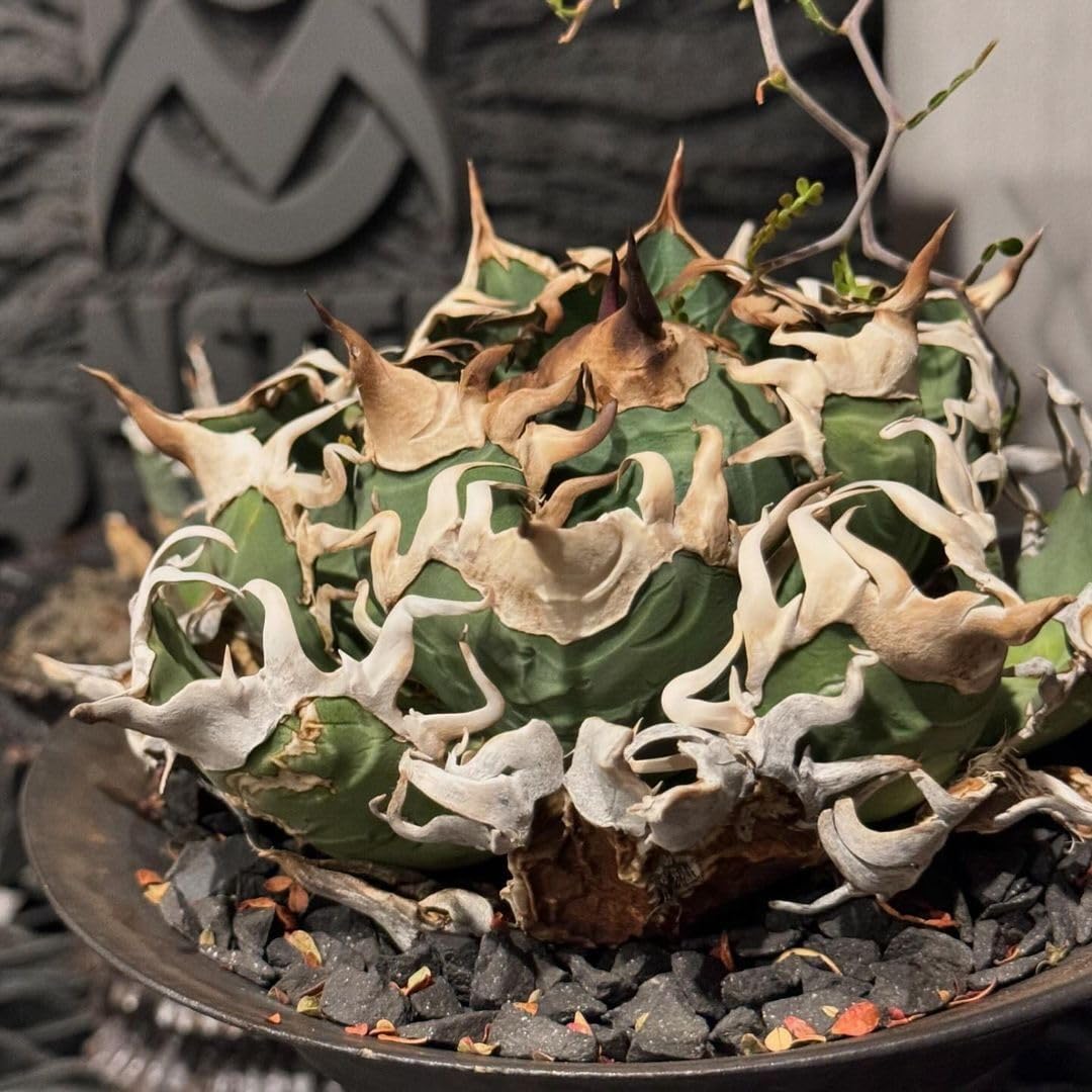 Amazon.co.jp: AA512 多肉植物アガベ 流星 子株 : ホビー