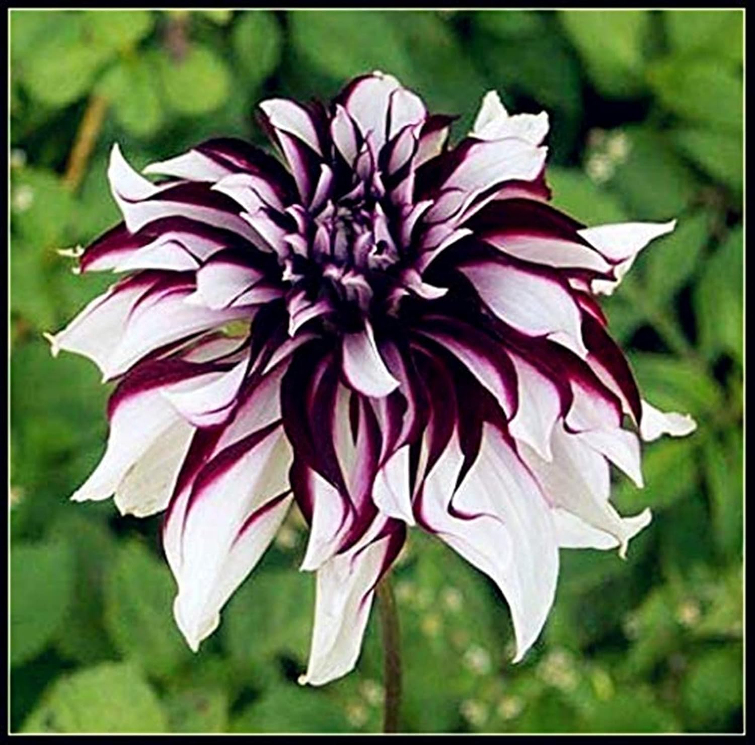 3x Elefantenohr Blumenzwiebeln - Winterhart & Mehrjährig - Mysteriöse Magic Bulbs