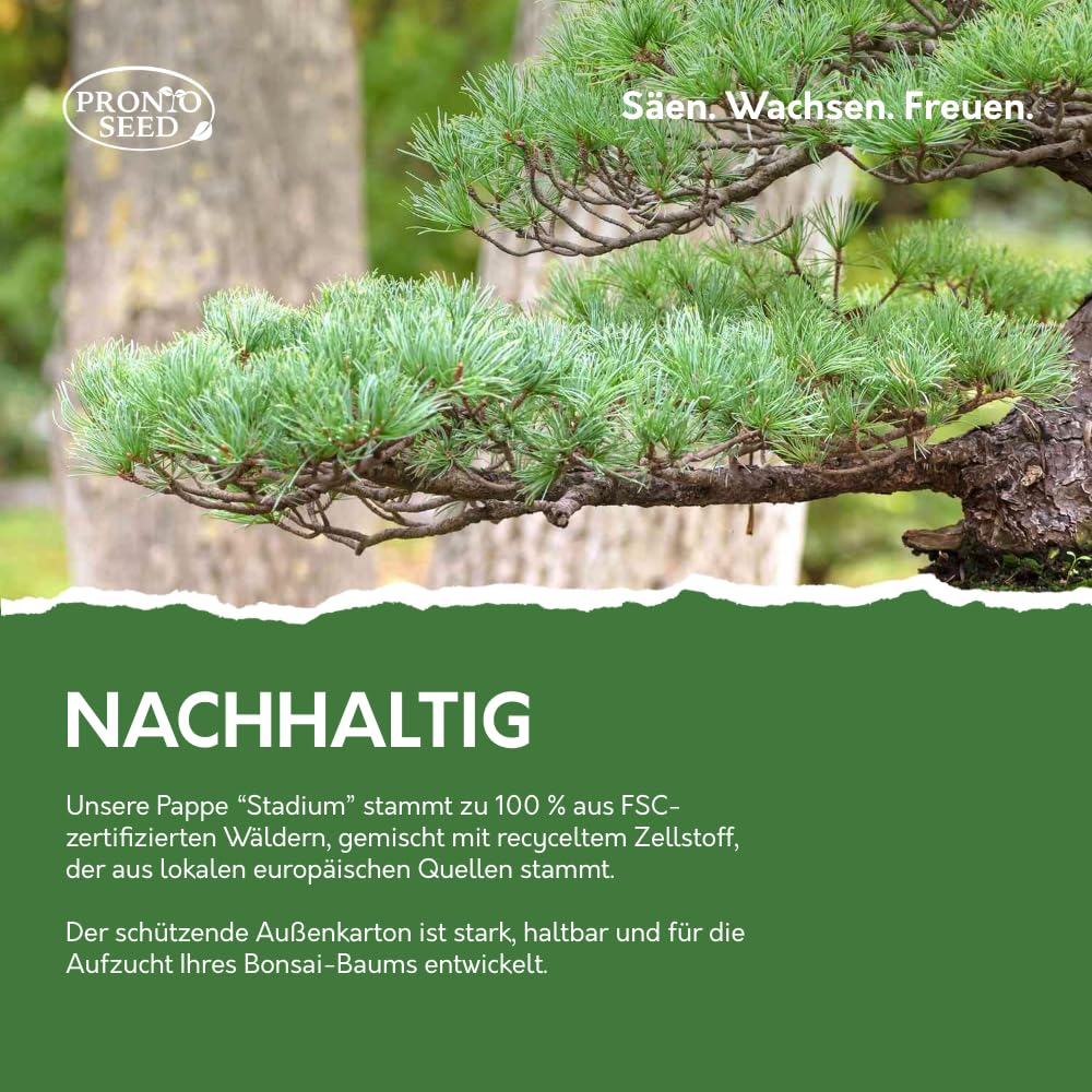 Pronto Seed – Kit zum Züchten eigener Bonsai-Bäume mit 5 Sorten Bonsai-Samen – Set für Indoor-Anzucht mit nachhaltiger Verpackung – Geschenk für Mann, Frau – anfängerfreundlich (Bonsai-Kit)