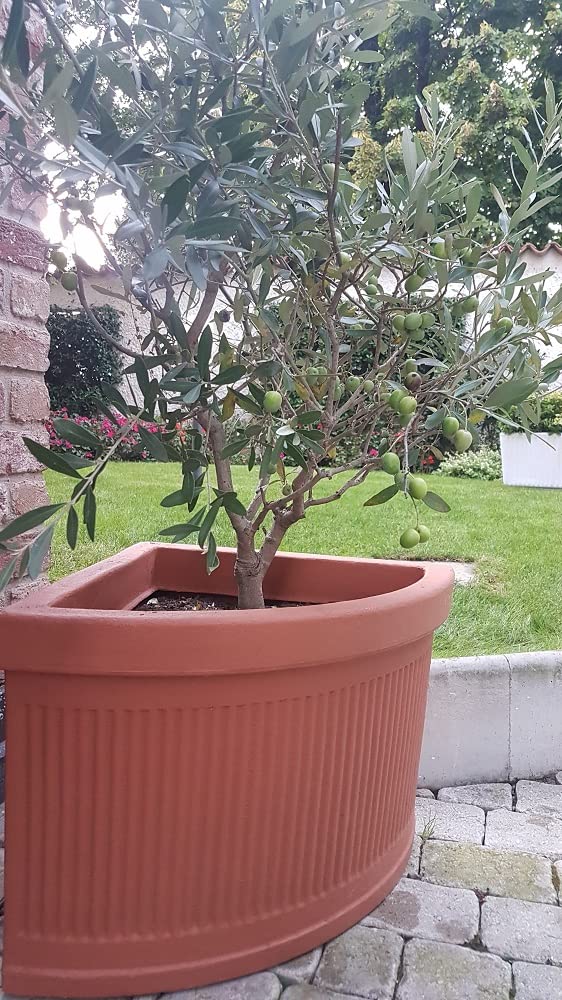 Garden Italia Vasi Vaso per piante Angolare millerighe basso FAM Lato 47 cm alt.40 cm in resina colore terracotta - Made in Italy per esterni e interni - antiurto - leggero
