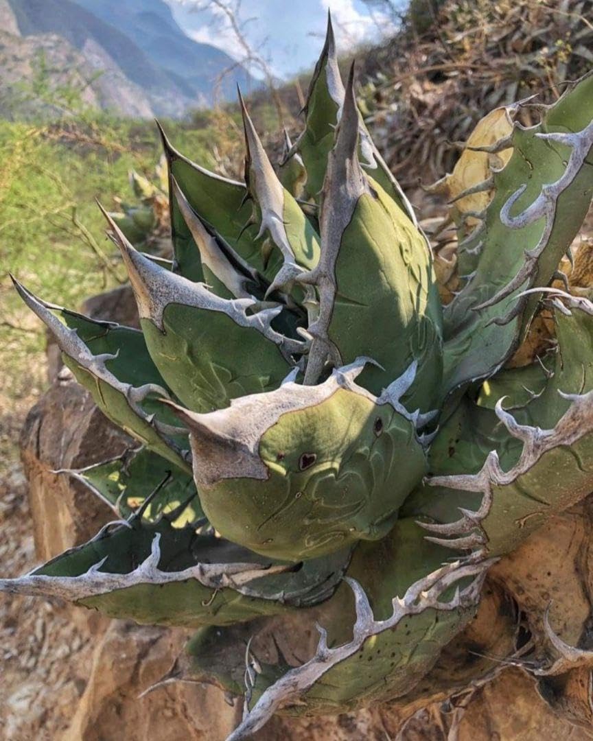 Amazon.co.jp: 4月入荷 オテロイ 種子 100粒 チタノタ アガベ : DIY