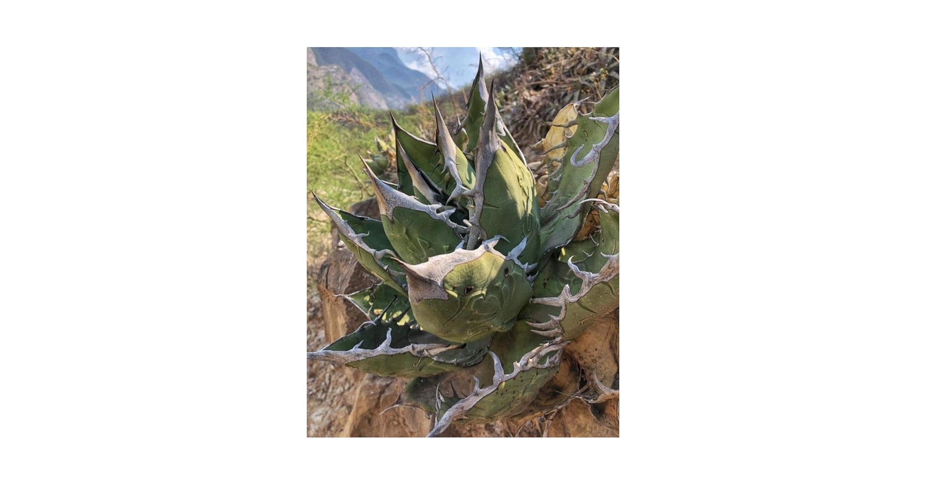 4月入荷 オテロイ 種子 12000粒 チタノタ アガベ Amazon.co.jp: 4月入荷 オテロイ 種子 100粒 チタノタ アガベ