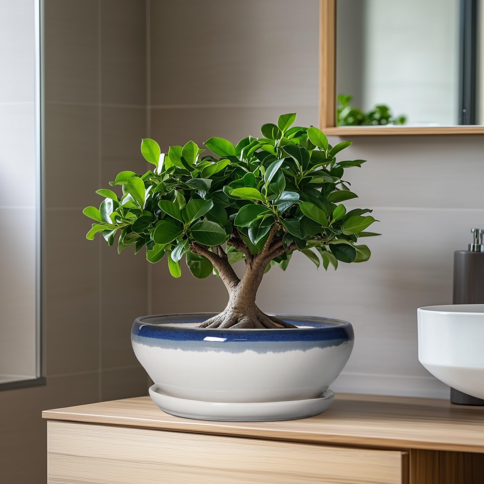 SQOWL Bonsai-Töpfe Keramik - 20,3 cm Sukkulenten-Pflanzgefäße für den Innenbereich, Sukkulententopf mit Drainageloch und Abtropfschale, flacher Keramik-Pflanztopf für den Außenbereich, runder