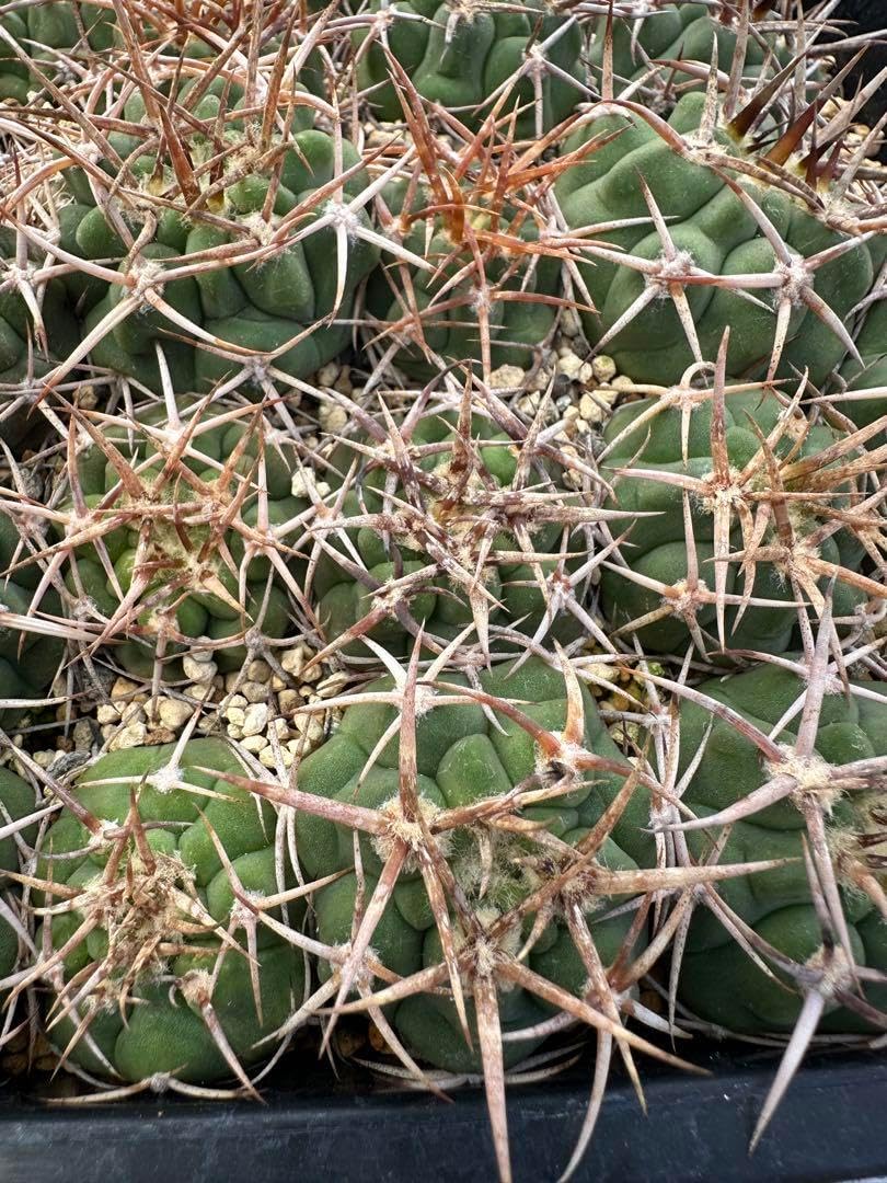 サボテンフェロシオール一鉢47本(太刺タイプ) サボテンフェロシオール サボテンフェロシオール一鉢47本(太刺タイプ) サボテンフェロシオール