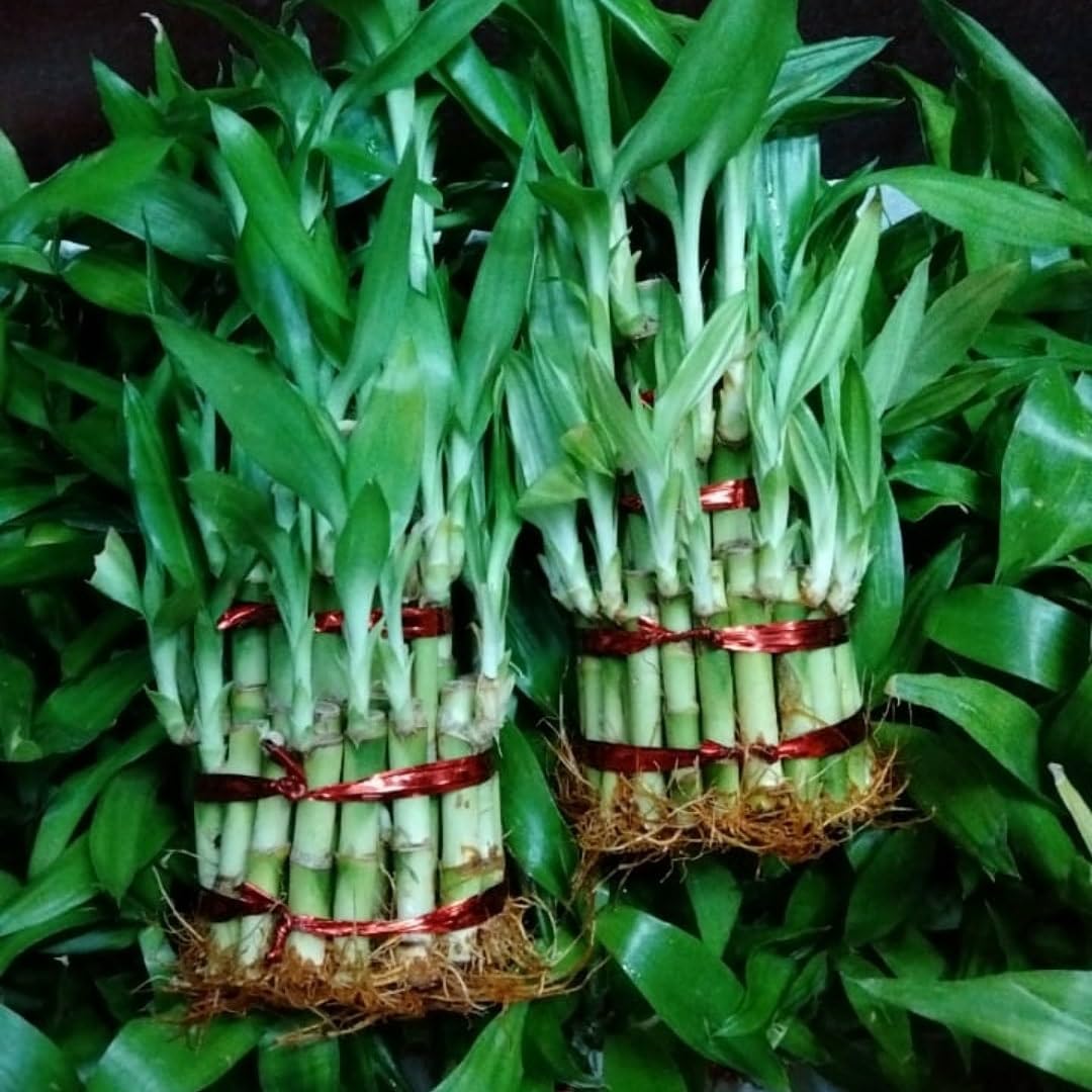 Lucky Bamboo 3layer live plant with glass pot. (B0CZF64Y4J) Amazon Price History, Amazon Price Tracker