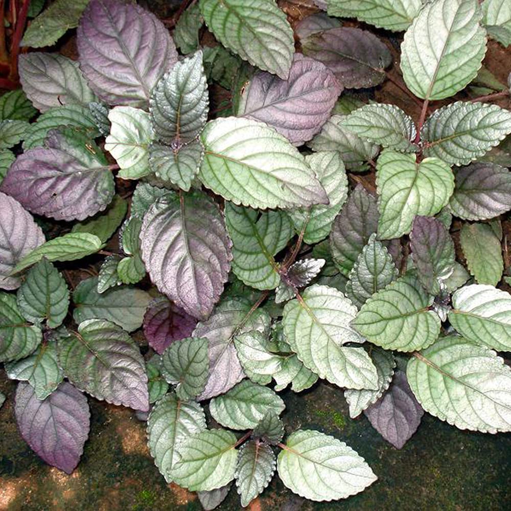 Low Maintenance Murikootti Red Flame Ivy Live Plant – Purple Leaf Accent | Balcony Shelf | Indoor Use | Great for Wellness Gardens-image-20