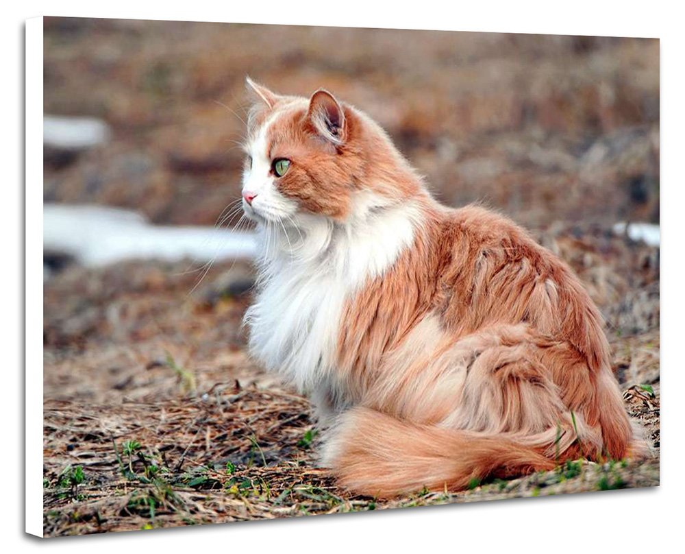 赤い猫白い犬のアートプレート　絵画　テクスチャーアート 赤い猫白い犬のアートプレート 絵画 テクスチャーアート