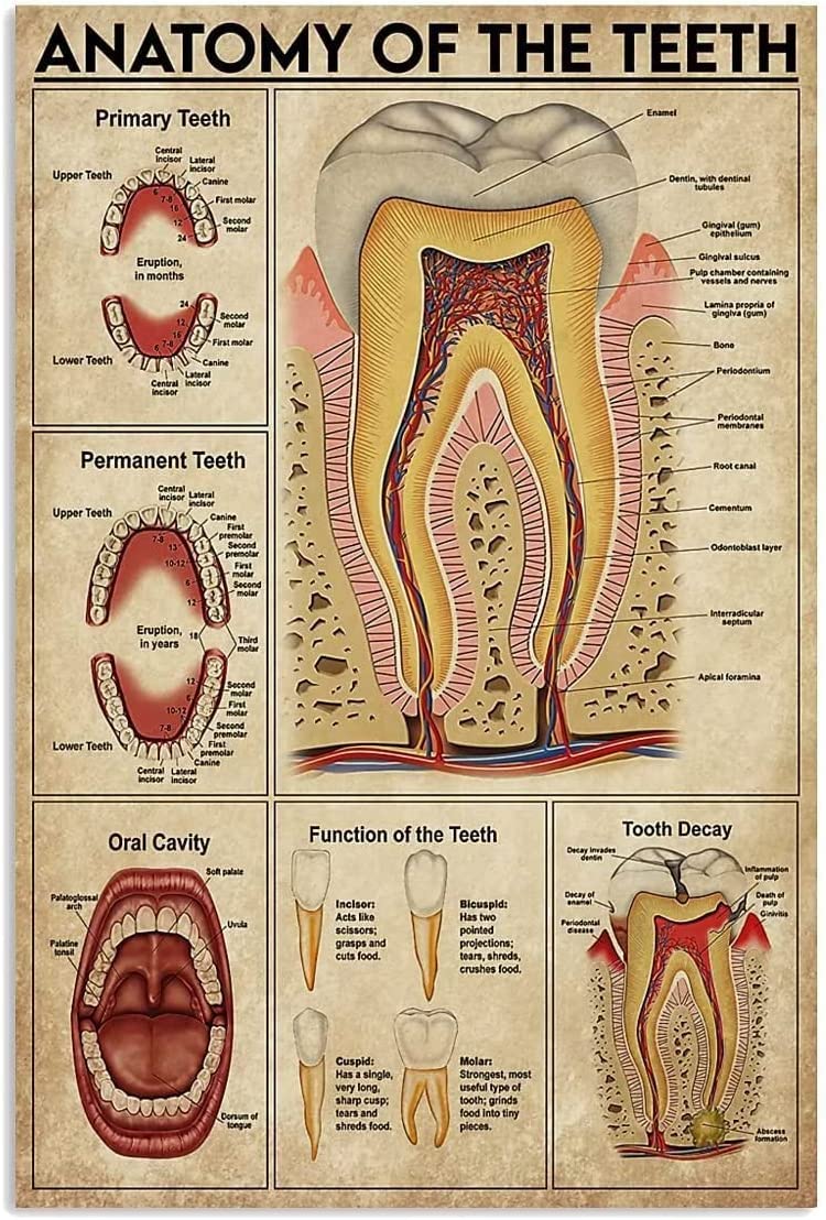 Vintage Teeth Anatomy