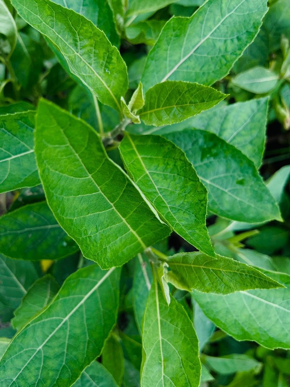 Live Bitter Leaf Plant (Vernonia Amygdalina), Medicinal Herb and