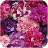 Petunia Double Duo Mixed Mini Plug Plants x 24 for Potting On by Growtanical®