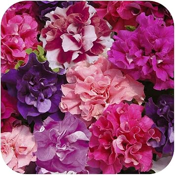 Petunia Double Duo Mixed Mini Plug Plants x 24 for Potting On by Growtanical