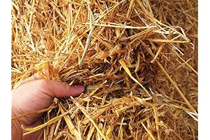 Paja de Trigo Natural para Decoración Rústica de Granja (1 Pie Cúbico)