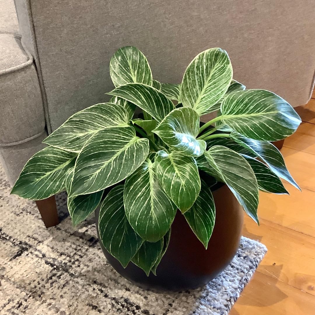 Philodendron Birkin Rare White Wave Live Plant | Elegant Indoor Decorative House Plant || Pack Of 1-image-27