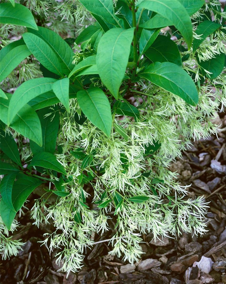 Chionanthus virginicus 30-40 cm – Winterhart, Mehrjährig, Pflegeleicht – Amerikanischer Schneeflockenstrauch – Ziergehölz für Garten & Vorgarten