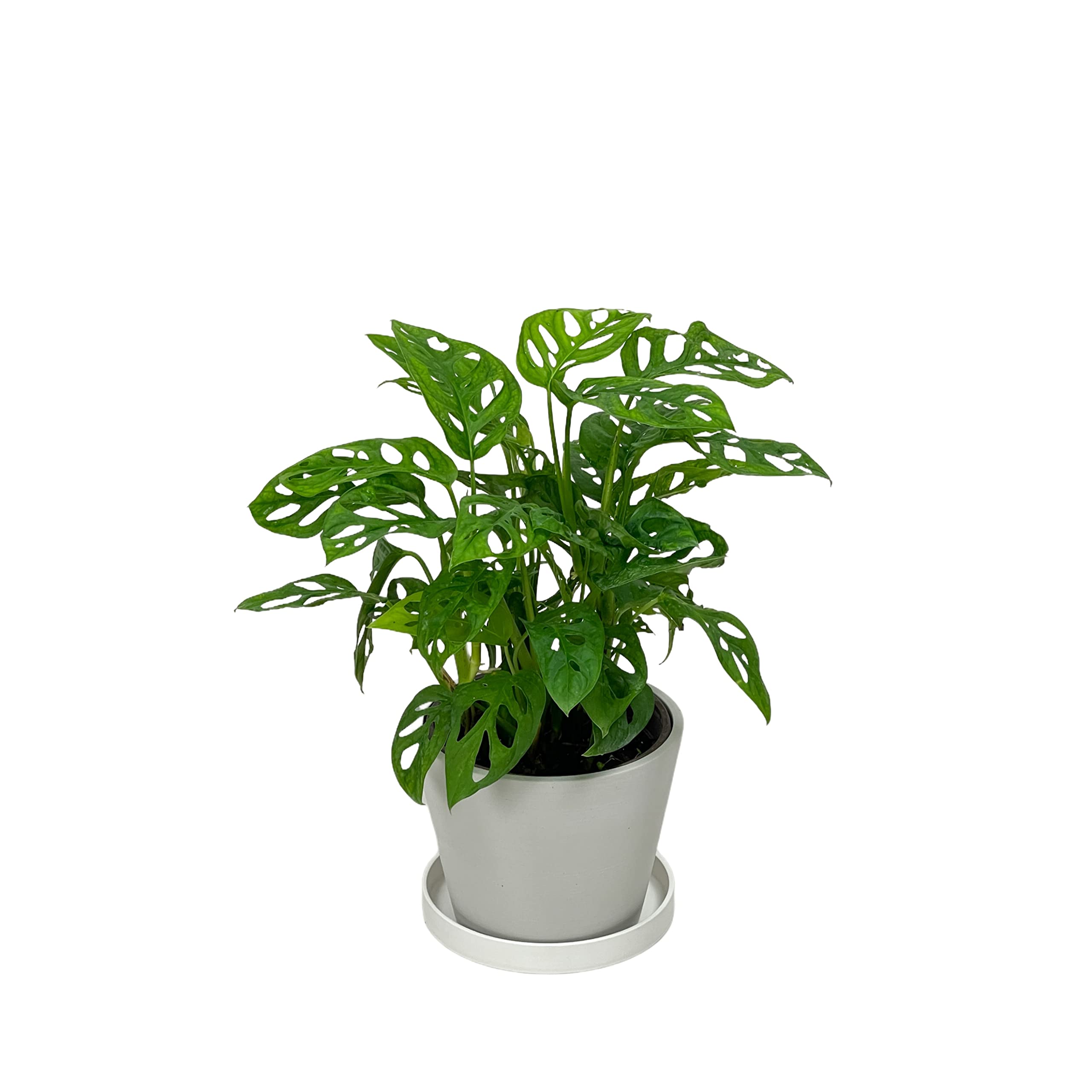 Mphmi Monstera deliciosa Plant Broken Heart Indoor Plant with Self Watering Pot (B08SWKQPG5) Amazon Price History, Amazon Price Tracker