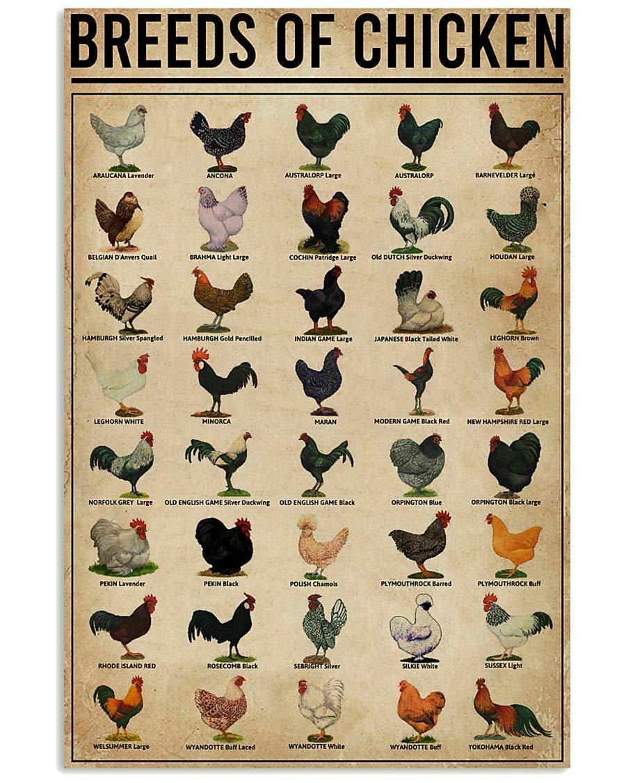 Pozino Chicken All Breeds of Chicken World Education Science Classroom Chart Metal Tin Sign Great Retro Gifts and Decorative Door Wall School Bedroom Farm Hospital Metal Sign 12x16 inch