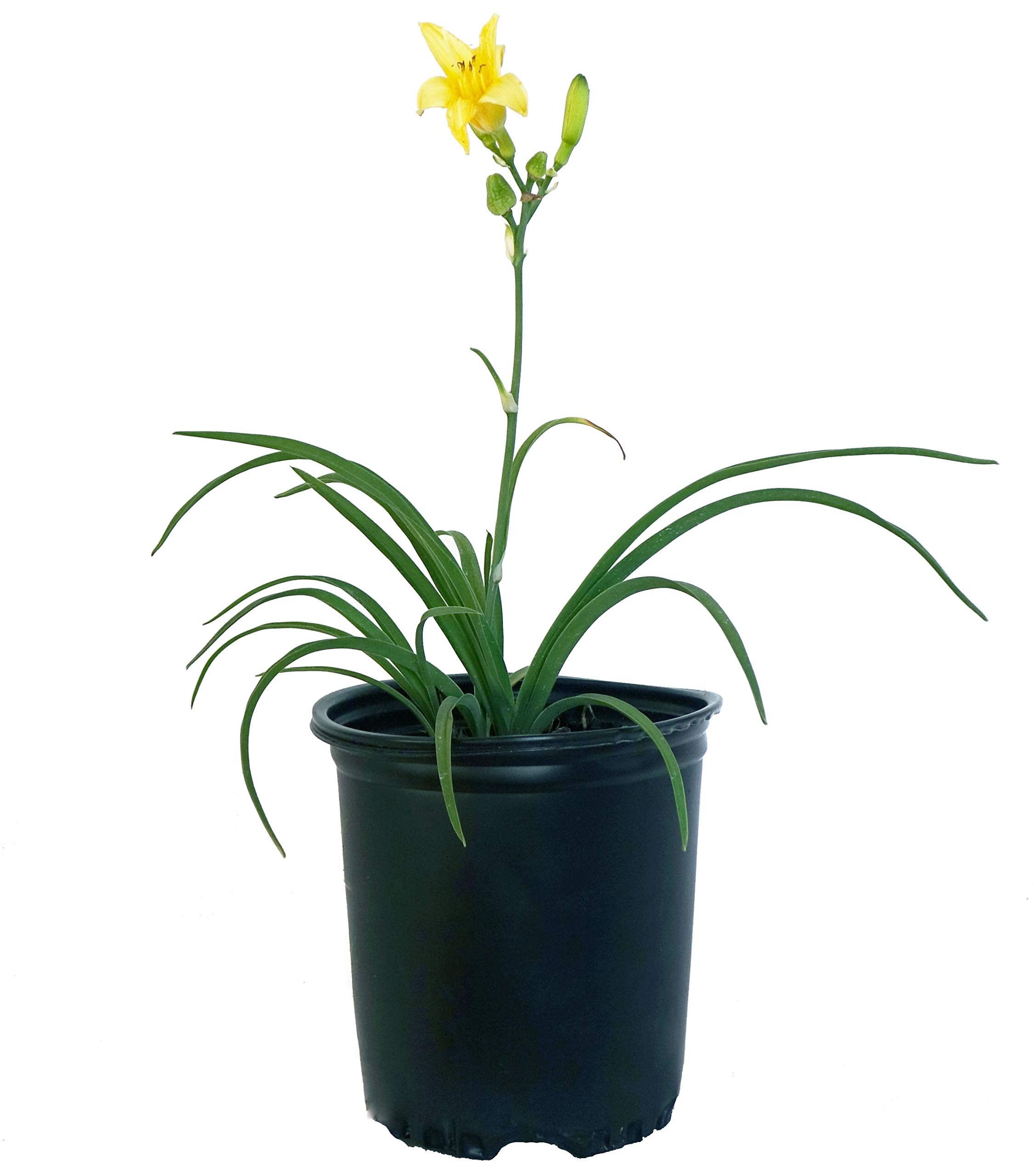 Hemerocallis Happy Returns