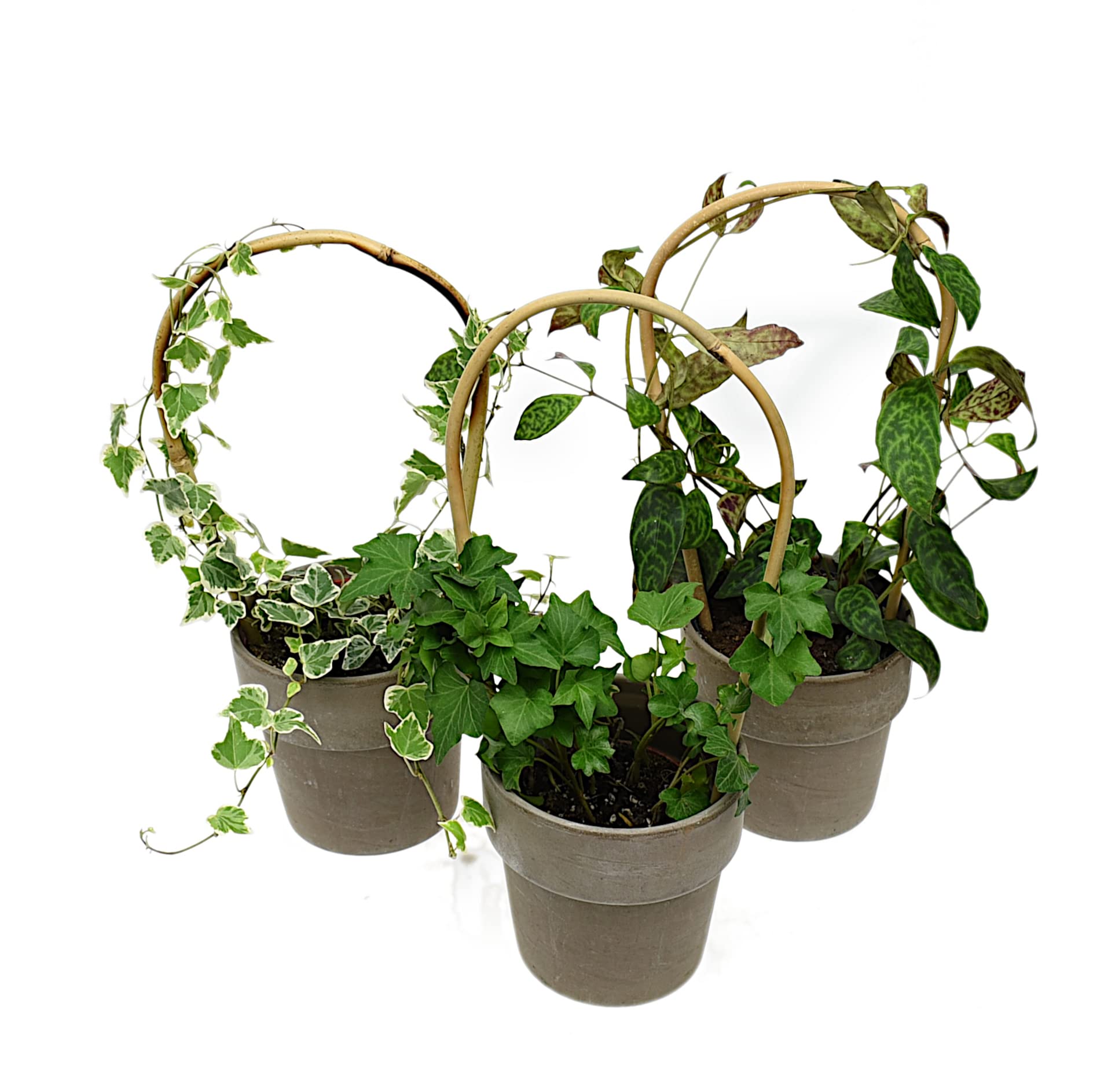 Dixiestore Gebogener Bambus Bambusstifte Natürliche - für Pflanzen Dekoratives Element Rankhilfe Clematis Efeu oder Orchideen Pflanzstäbe Stäbe - Größe 150 cm 14/16 mm Inhalt 100 Stück