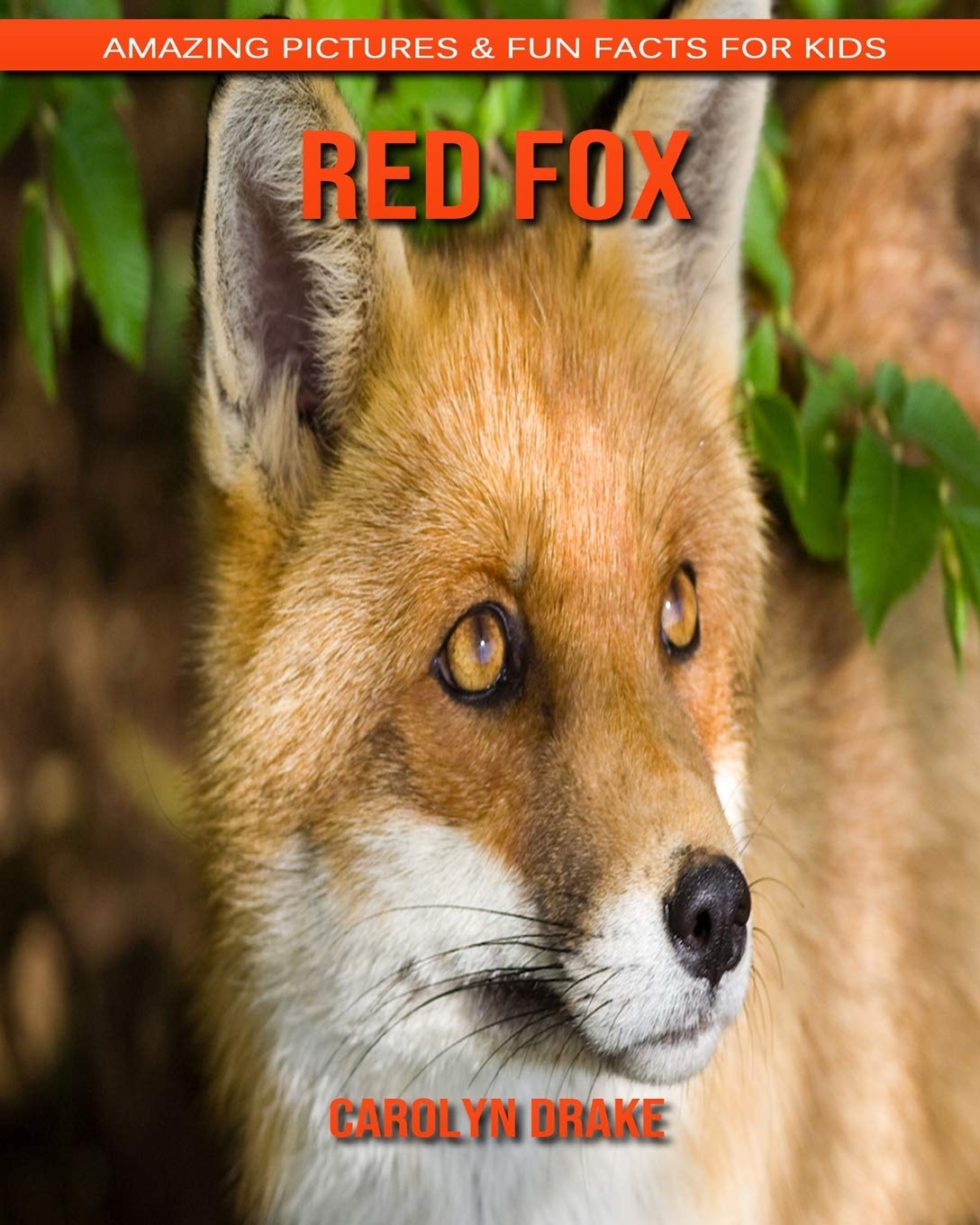 Red Fox: Amazing Pictures & Fun Facts for Kids