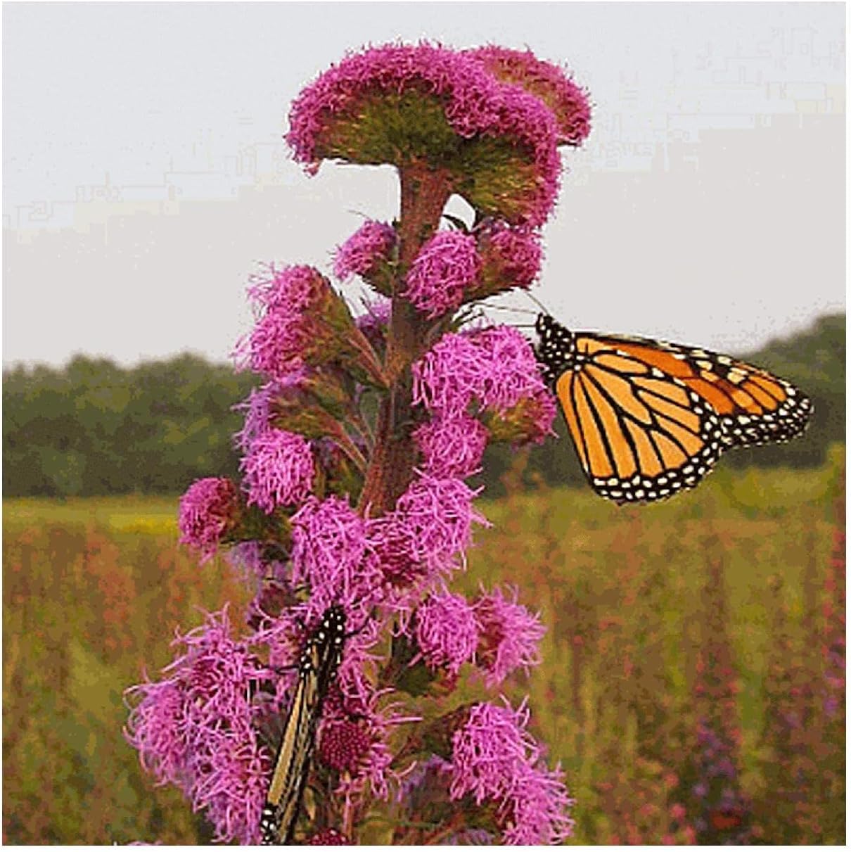 Everwilde Farms - 1 Oz Meadow Blazing Star Native Wildflower Seeds - Gold Vault