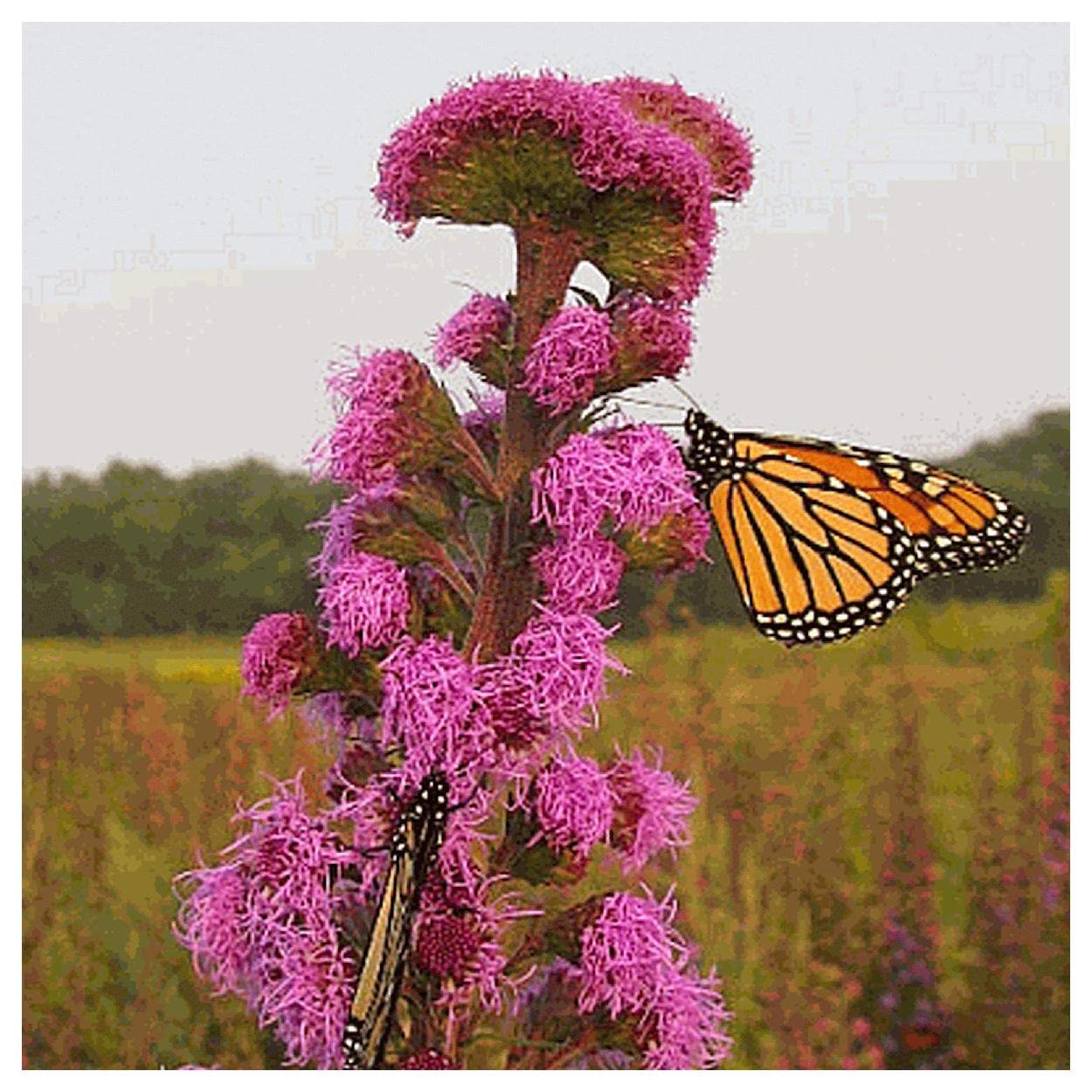 Everwilde Farms Meadow Blazing Star Seeds