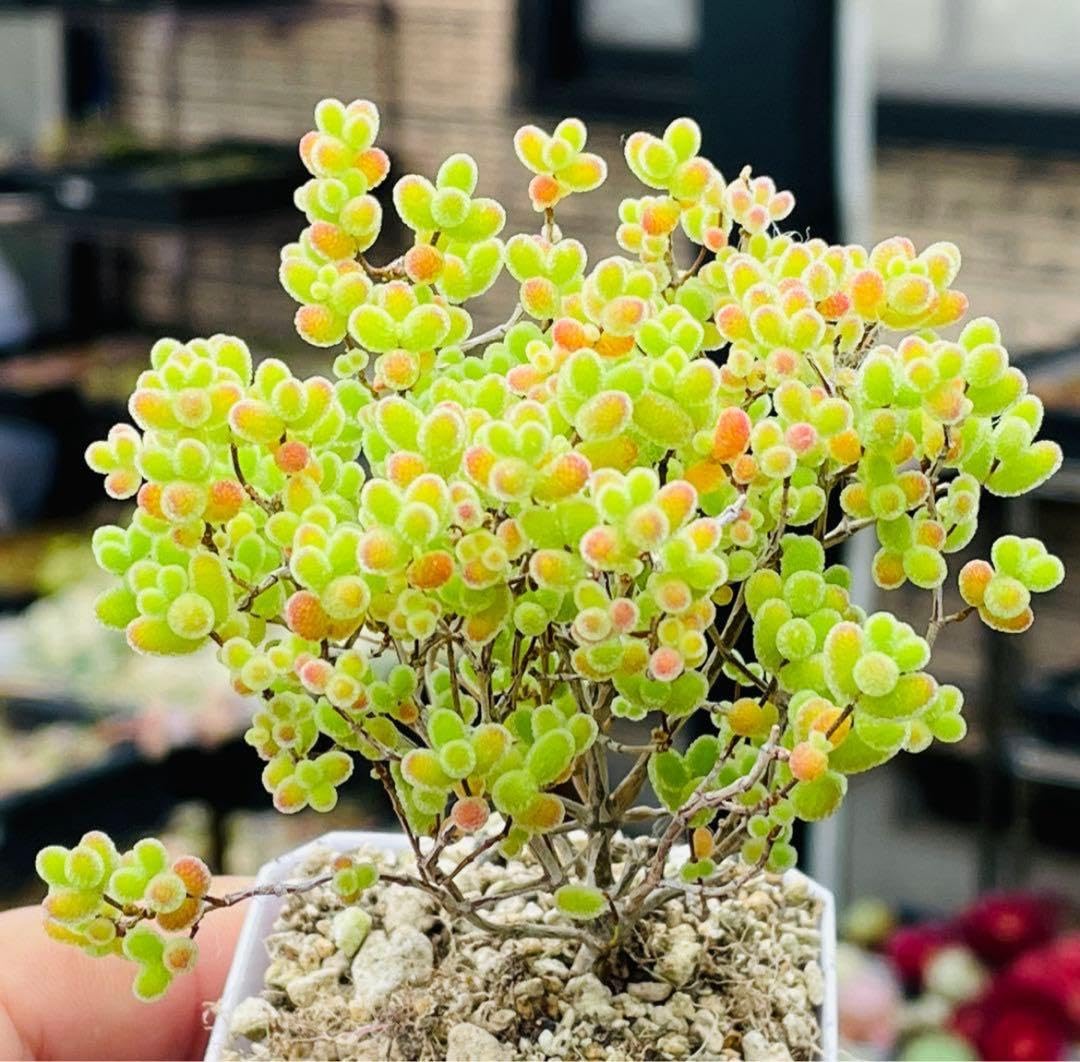 Amazon.co.jp: ドロサンテマム 蜜橘 大苗 発根 多肉植物 : DIY・工具