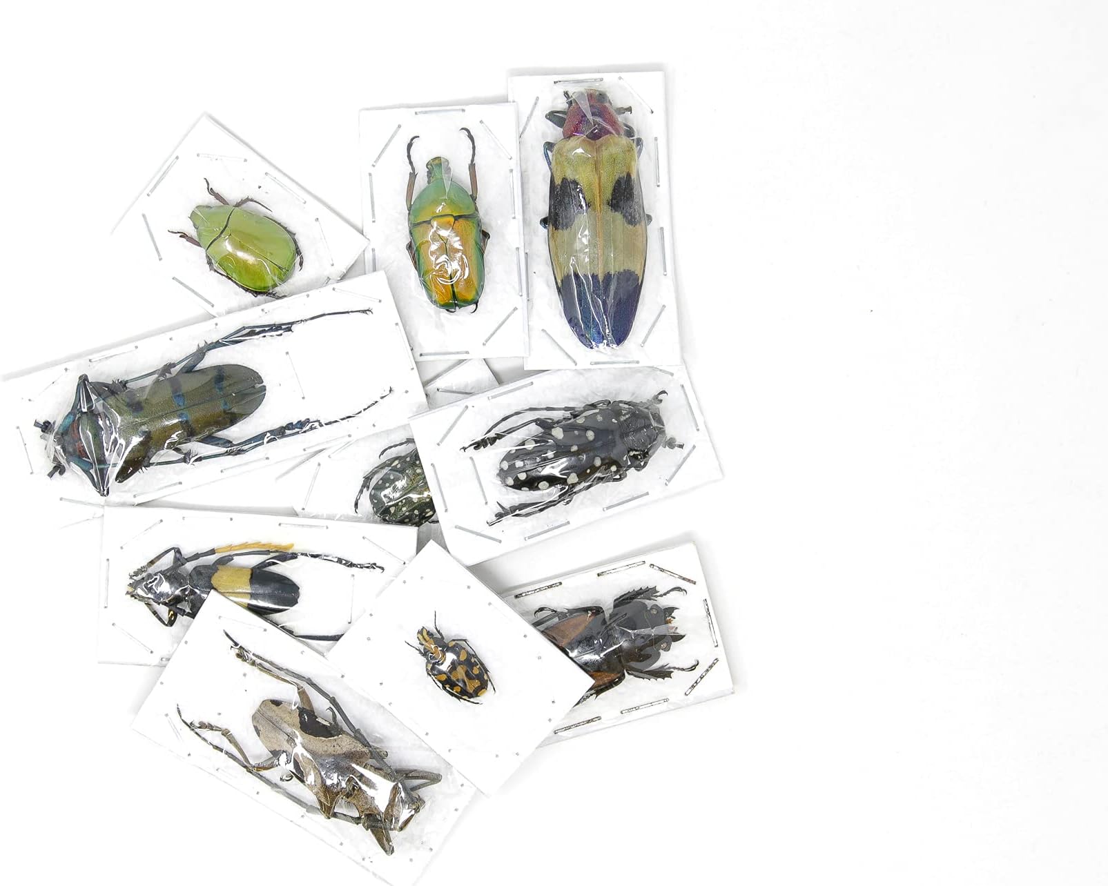 Pack of 10 Assorted Beetles | Unmounted Insect Specimens for Entomology, Taxidermy, Artwork, Collecting