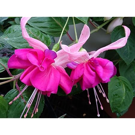 Amazon フクシア 苗 マリンカ 花