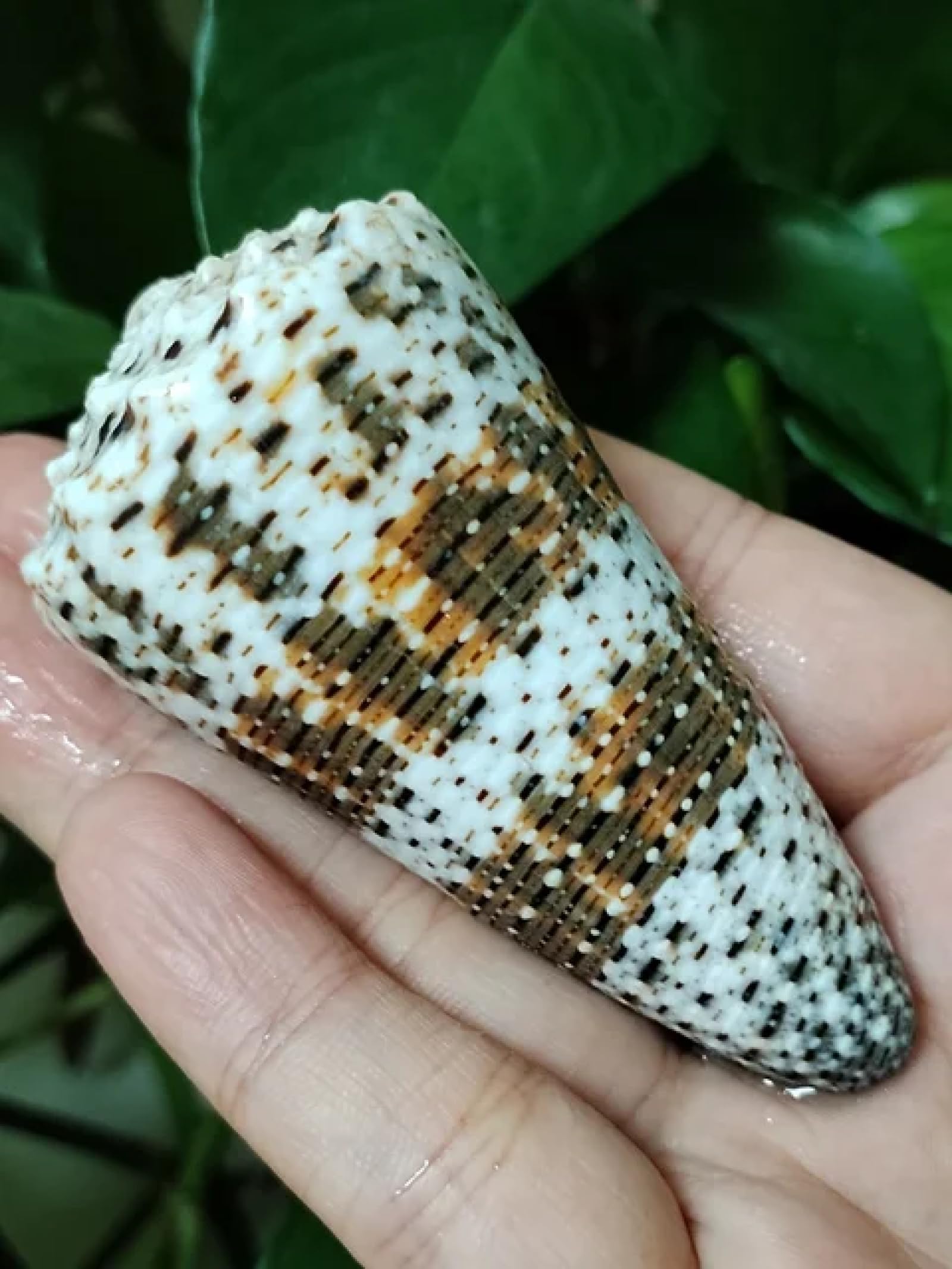 Conchiglie per decorazione, 1 pezzo, 7-9 cm, cono, conchiglie, campioni, collezione per decorazioni nautiche per la casa, riempitivo per vasi di pesci