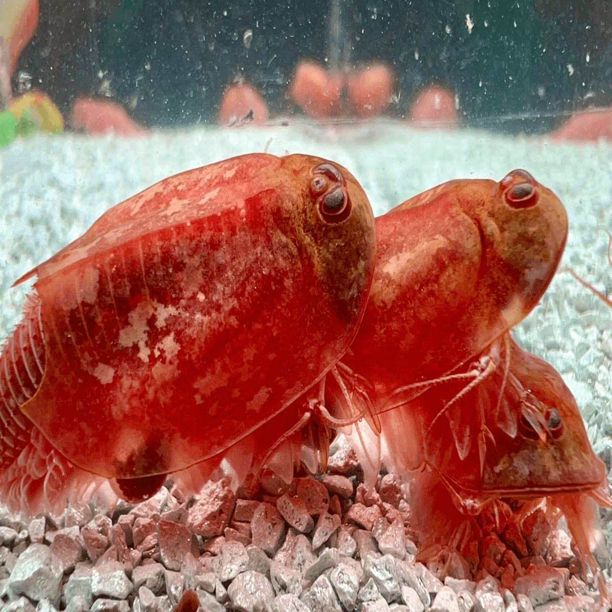 Triops Beni Kabuto EBI Albino - Grasso di allevamento ca. 300 uova