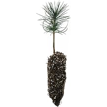 Jeffrey Pine | Medium Tree Seedling | The Jonsteen Company