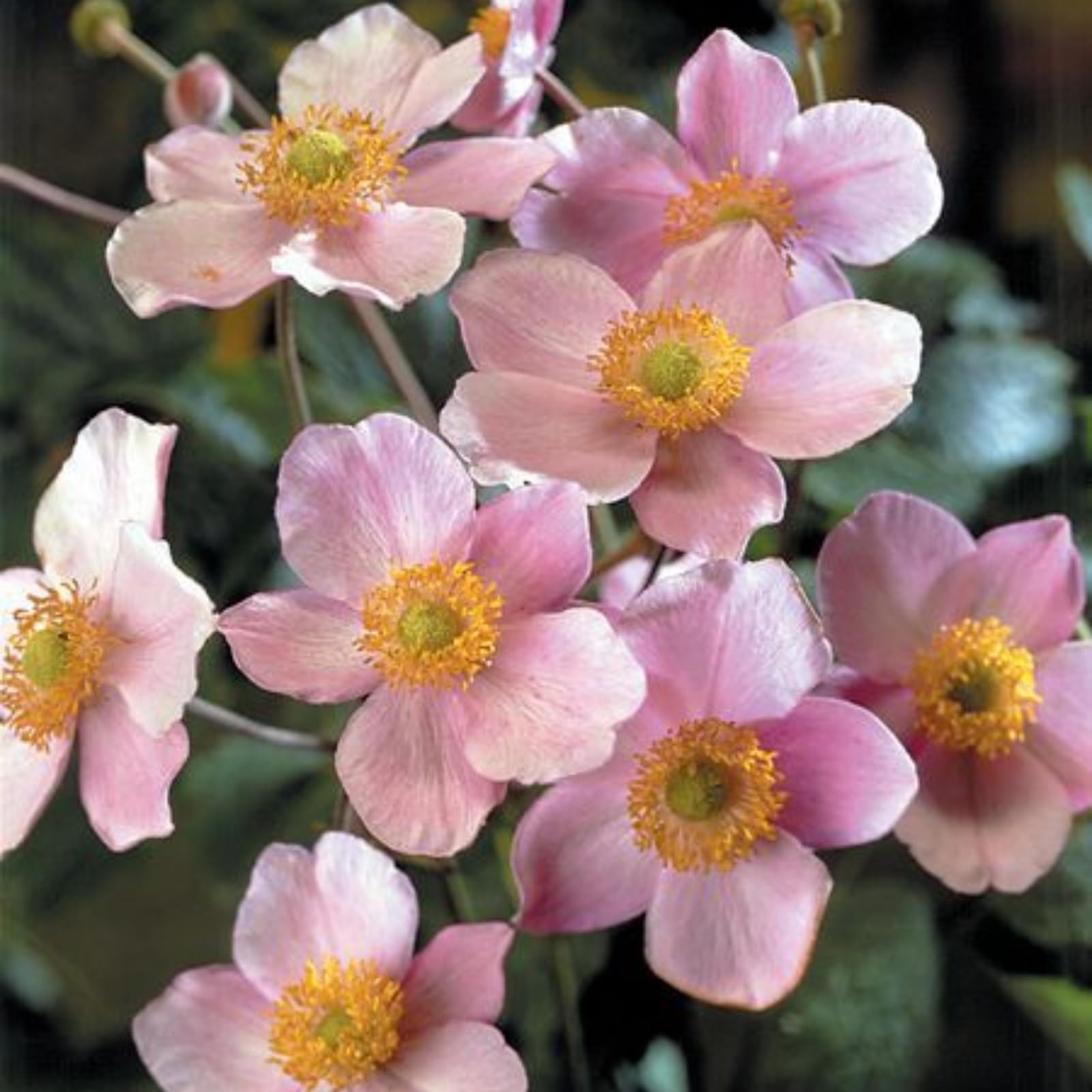 Anemone Windröschen, Für Beete und Terrasse zarte Blüten mit dunklen Blütenzentren-10zwiebeln-b