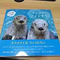 鳥羽水族館　写真集 Amazon.co.jp: ラッコのメイとキラ 写真集 鳥羽水族館 : おもちゃ