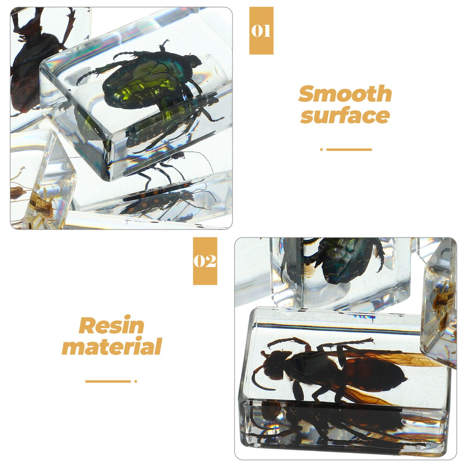 OUNONA 6 Uds. De Insectos Resina Espécimen De Insectos Pisapapeles Suministros De Colección De Insectos Para Niños Exhibición De Curiosidades Científicas De Educación Científica