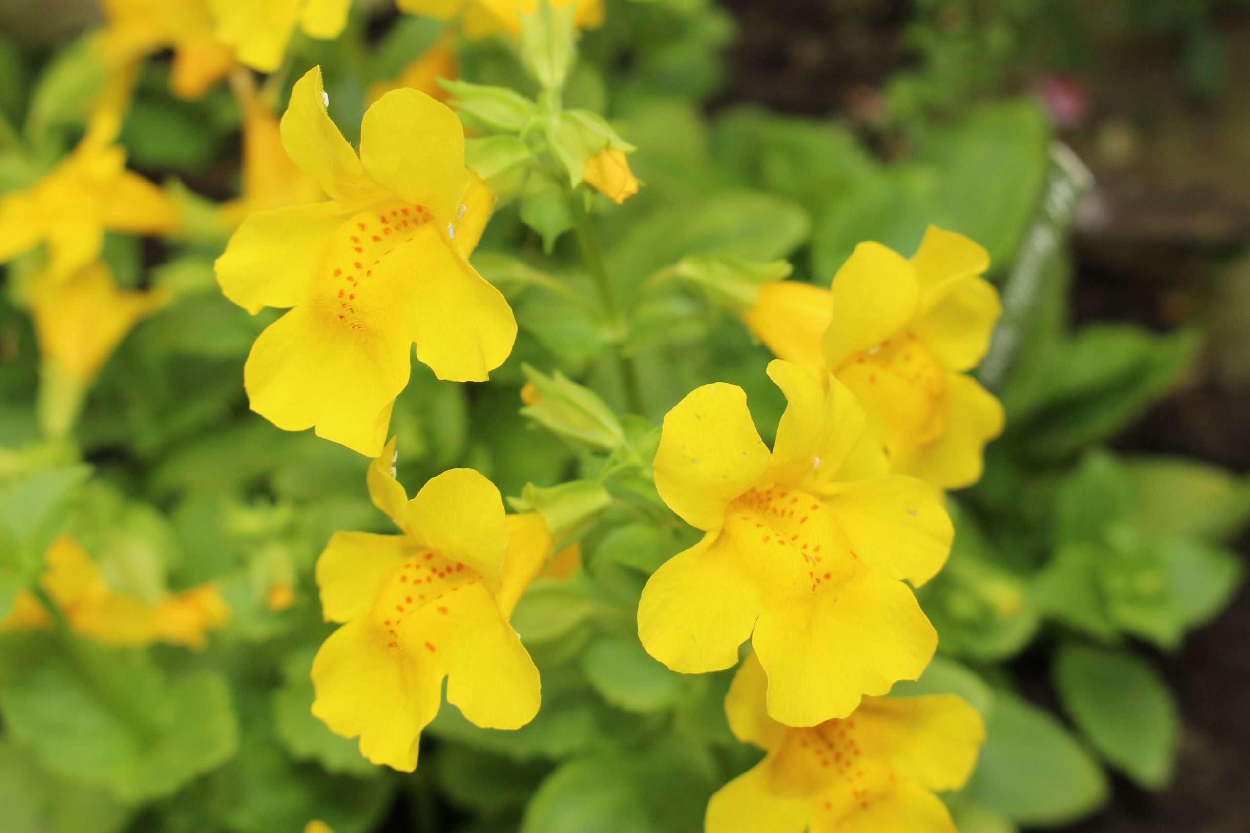 Lincolnshire Pond Plants Ltd - Mimulus guttatus (Common Monkey-Flower) - Marginal Pond Plants - MP081-1 / 9cm