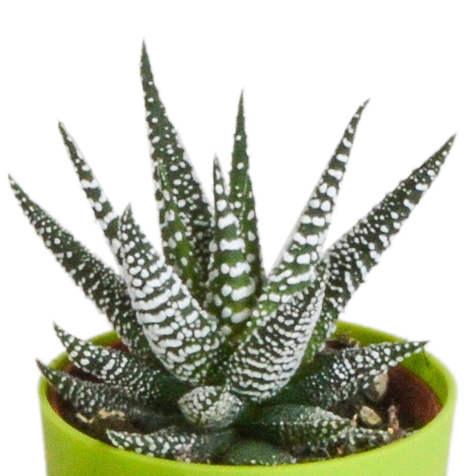Mix Piante Grasse Gasteria Haworthia, Vaso Plastica Legno, Set da 5, 5.5cm