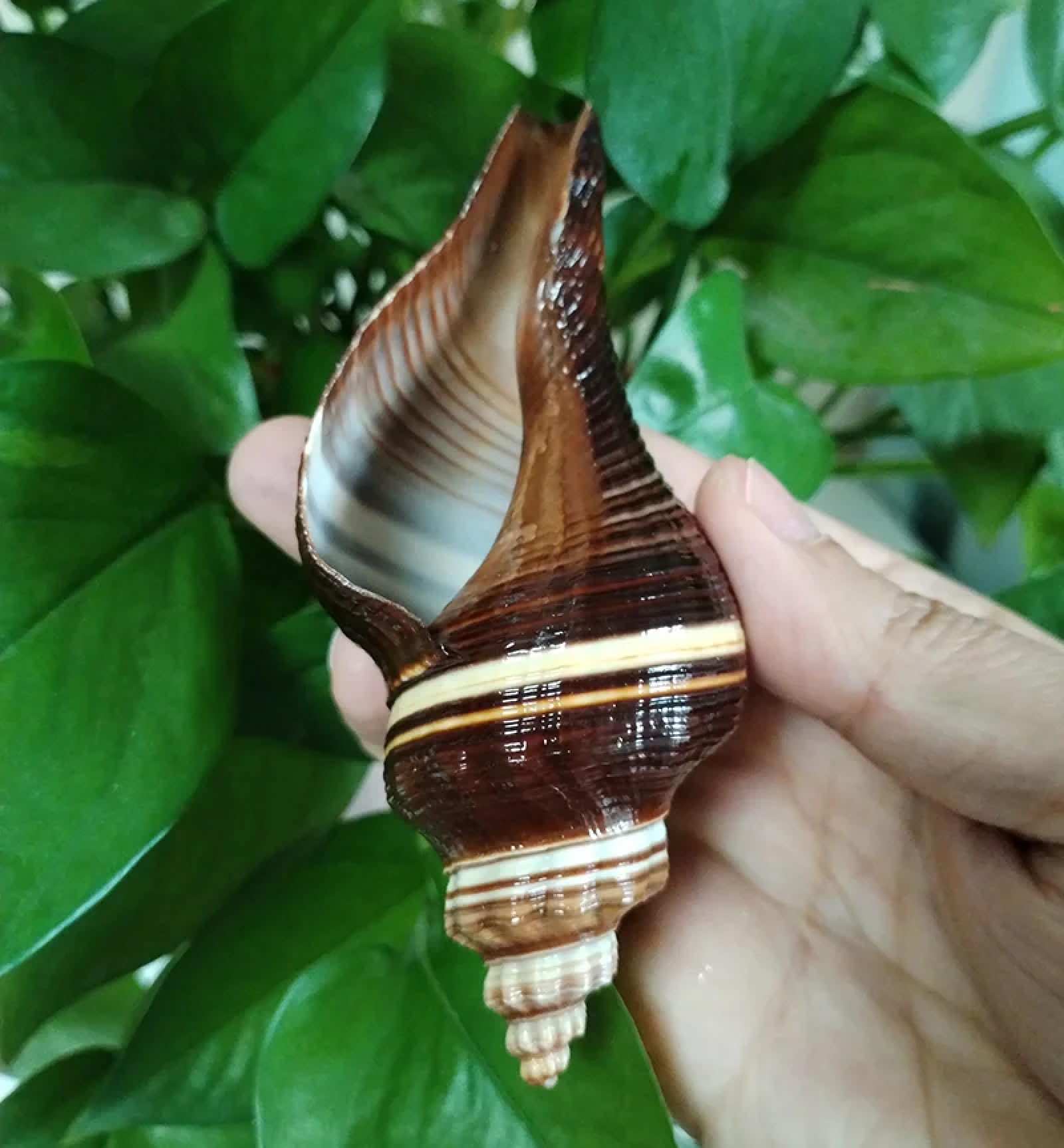 Conchiglie marine riempitivo, 1 pezzo nero indiano corona conchiglia grande naturale gigante vera conchiglia decorazione acquario originale mare decorazione casa acquario acquario 8-10 cm